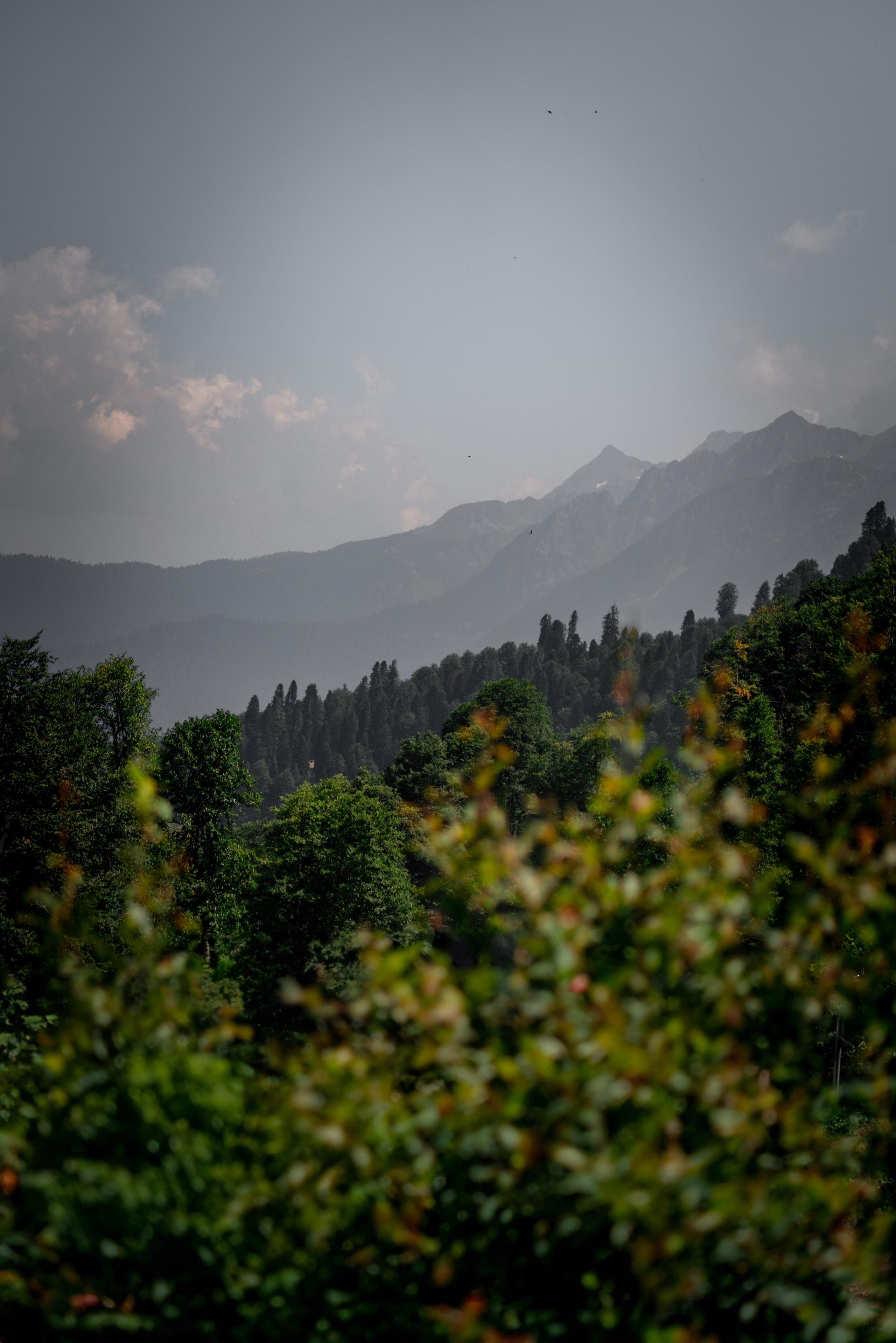 Сочи. Фотограф Александра Волкова | Волгоград