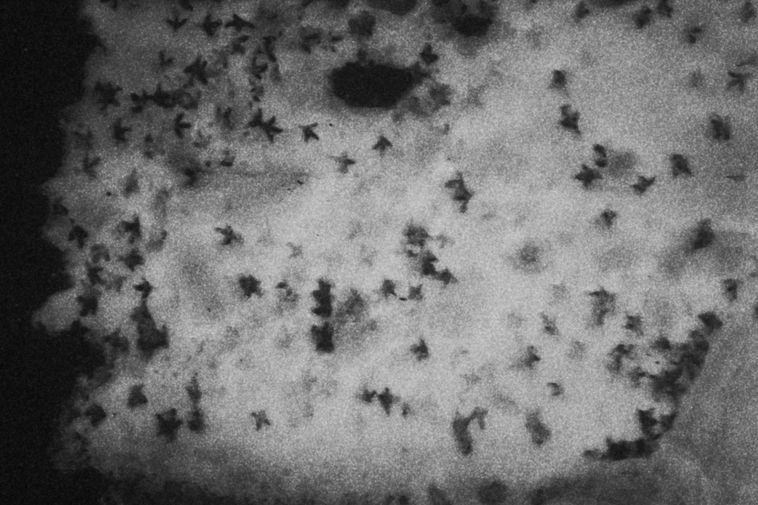 Черно-белое. Миша Печёнкин | фотография