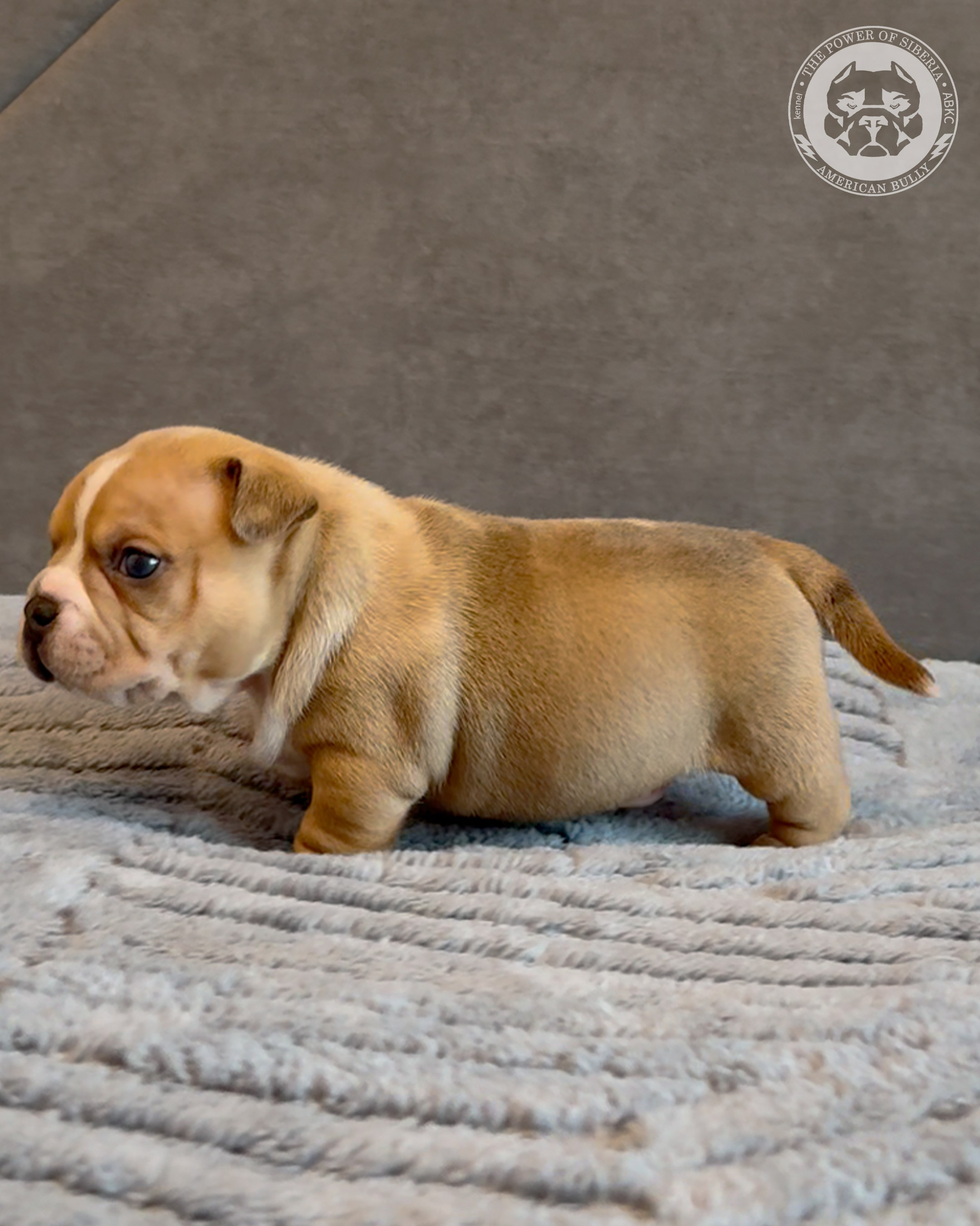 Свободные щенки Американский Булли, в типах покет, классик, стандарт. Американский Булли в г. Ростов-на-Дону. Питомник THE POWER OF SIBERIA