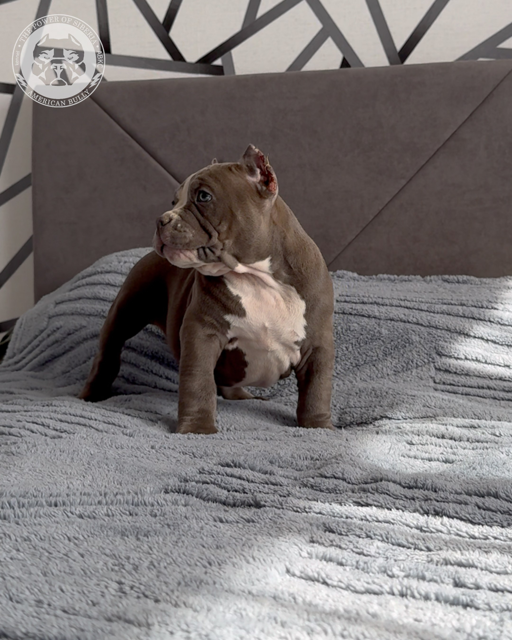 29.12.25-Терри-Локо. Американский Булли в г. Ростов-на-Дону. Питомник THE POWER OF SIBERIA