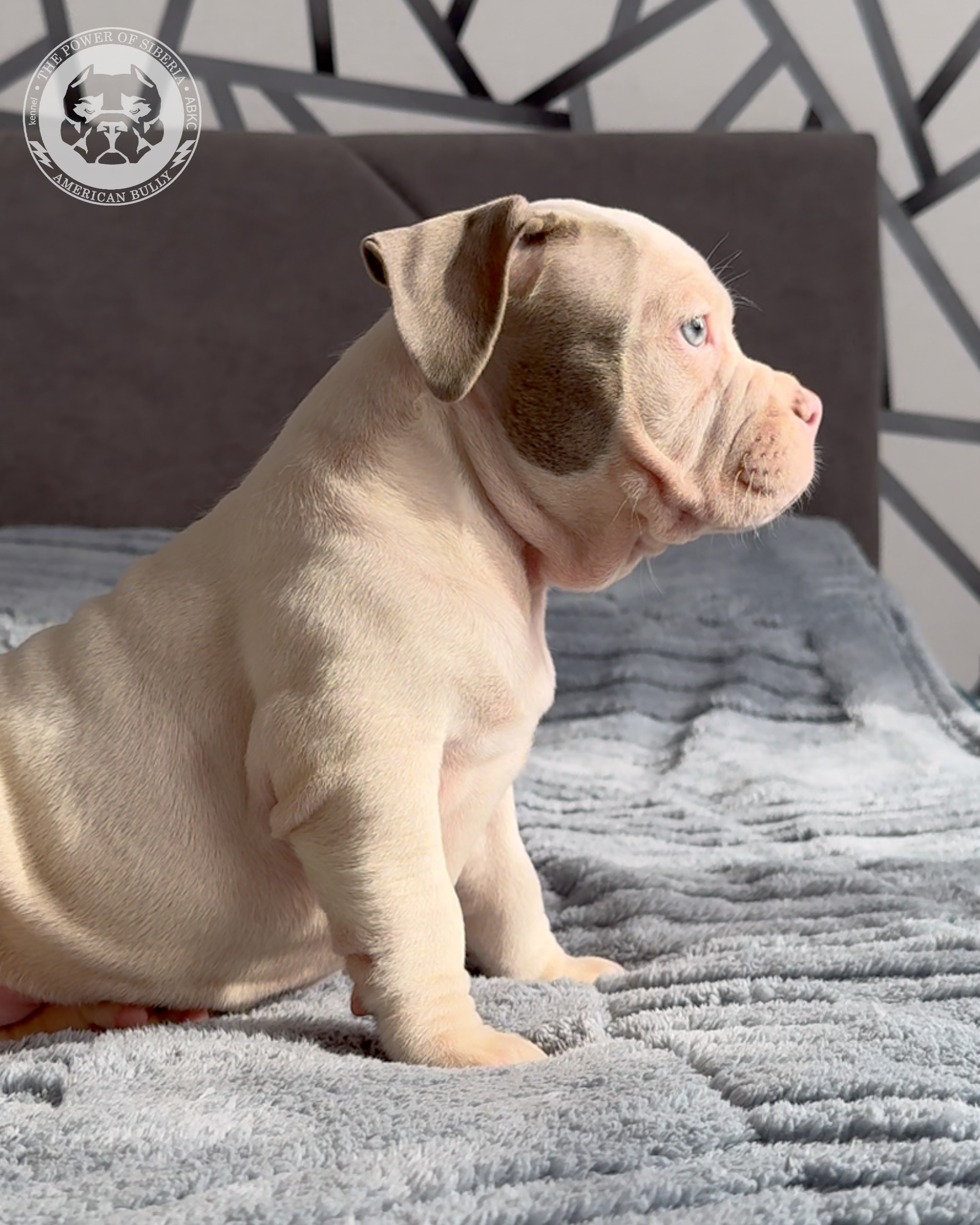 Свободные щенки Американский Булли, в типах покет, классик, стандарт. Американский Булли в г. Ростов-на-Дону. Питомник THE POWER OF SIBERIA