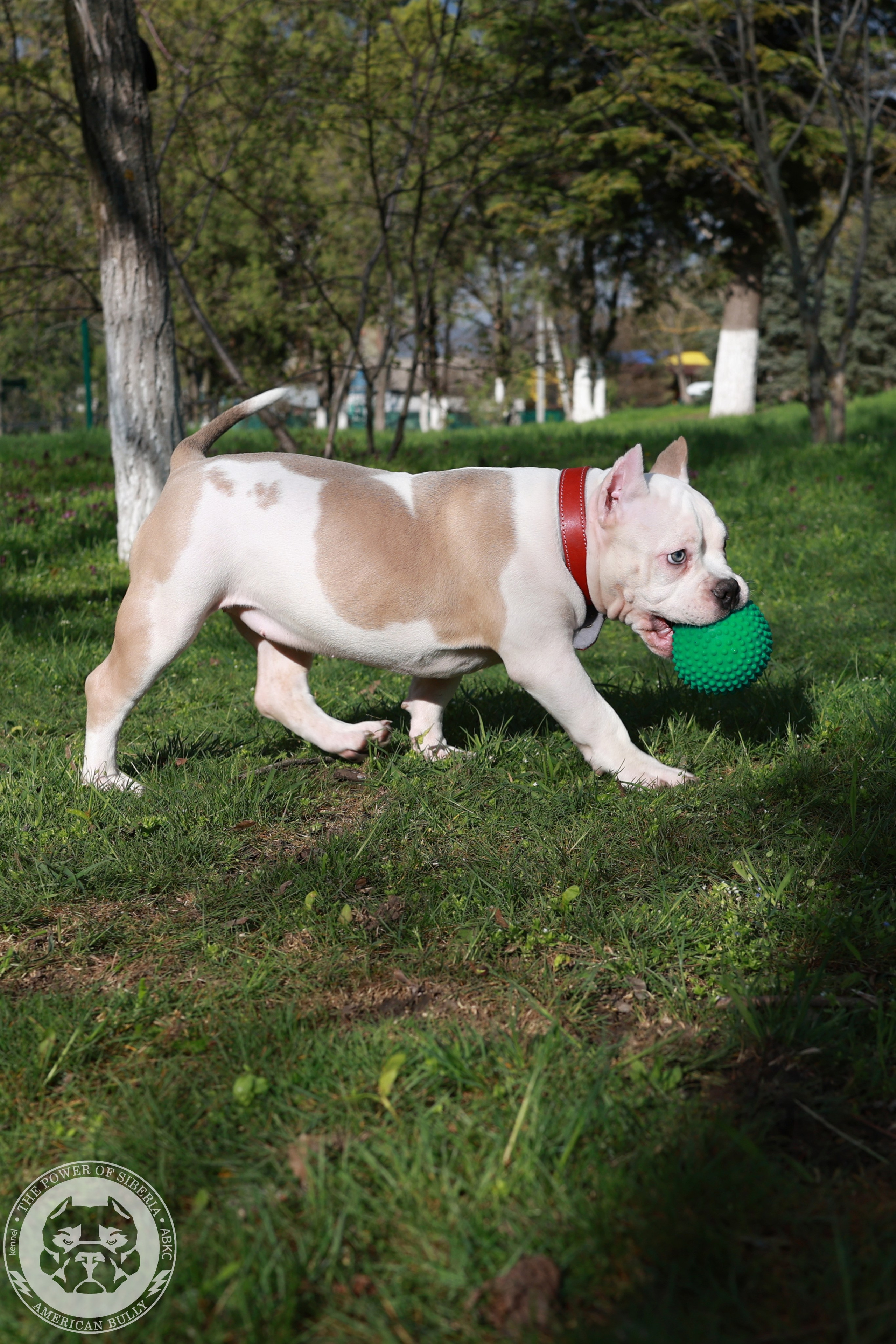 Свободные щенки Американский Булли, в типах покет, классик, стандарт. Американский Булли в г. Ростов-на-Дону. Питомник THE POWER OF SIBERIA