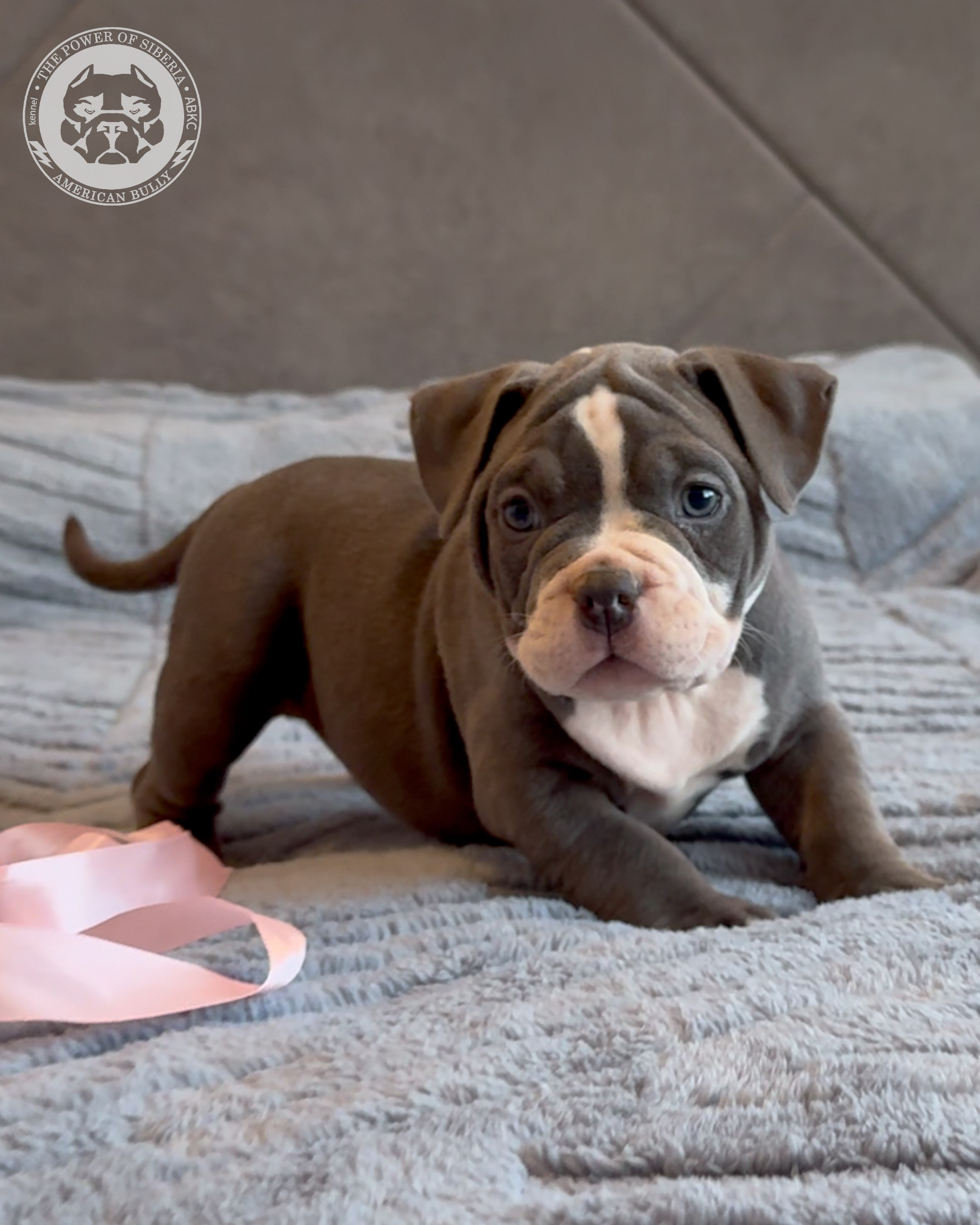 Свободные щенки Американский Булли, в типах покет, классик, стандарт. Американский Булли в г. Ростов-на-Дону. Питомник THE POWER OF SIBERIA