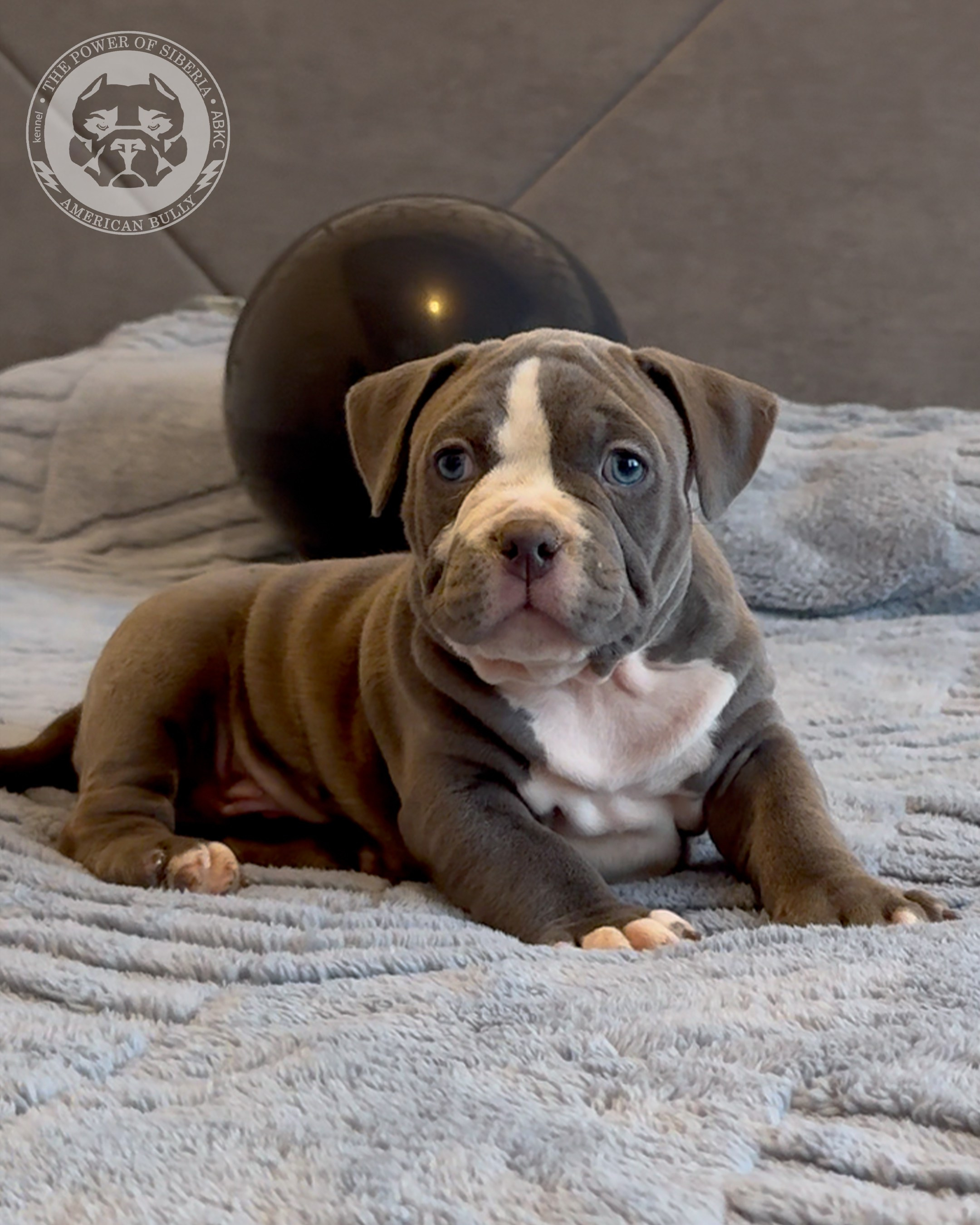 Свободные щенки Американский Булли, в типах покет, классик, стандарт. Американский Булли в г. Ростов-на-Дону. Питомник THE POWER OF SIBERIA