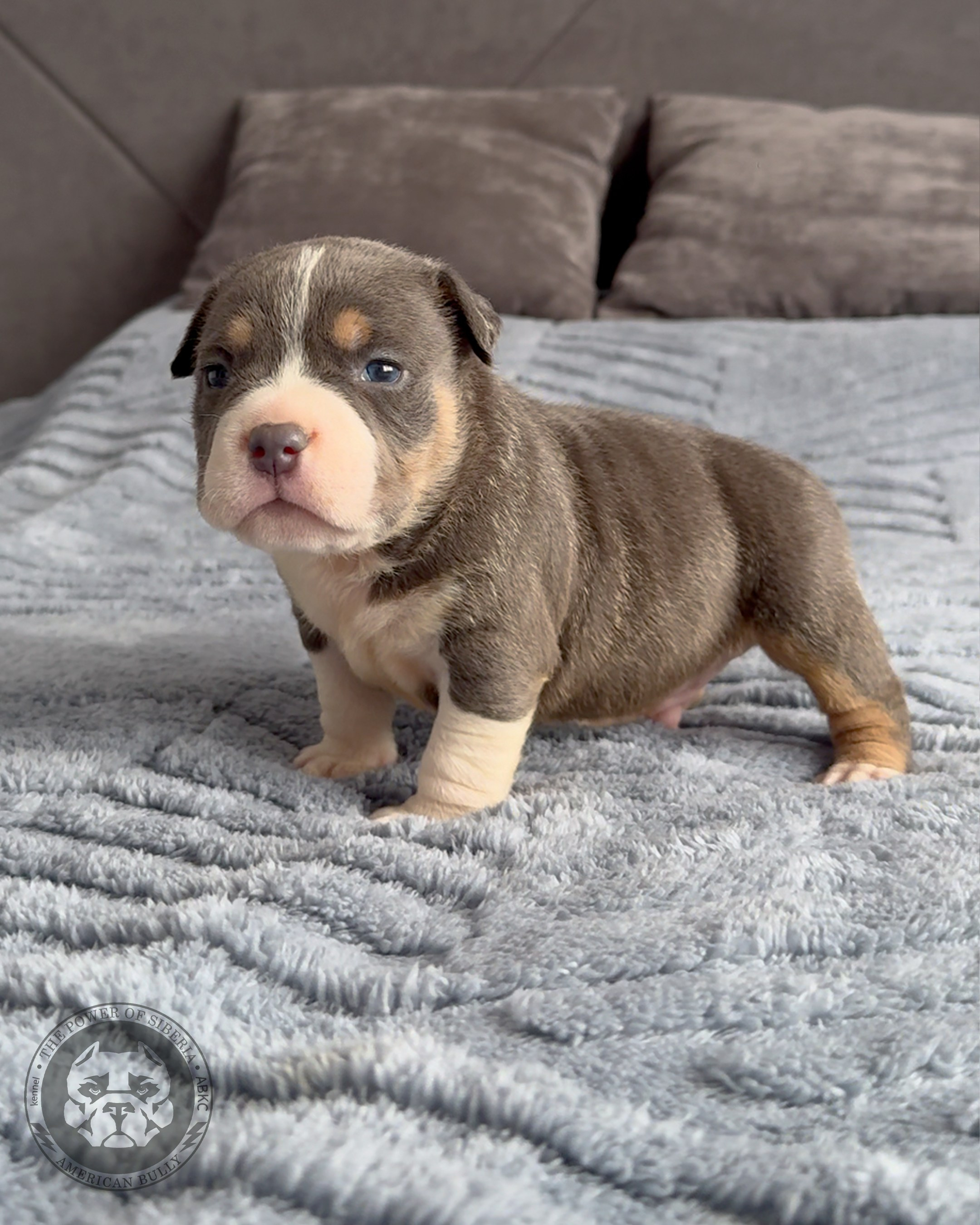 Свободные щенки Американский Булли, в типах покет, классик, стандарт. Американский Булли в г. Ростов-на-Дону. Питомник THE POWER OF SIBERIA