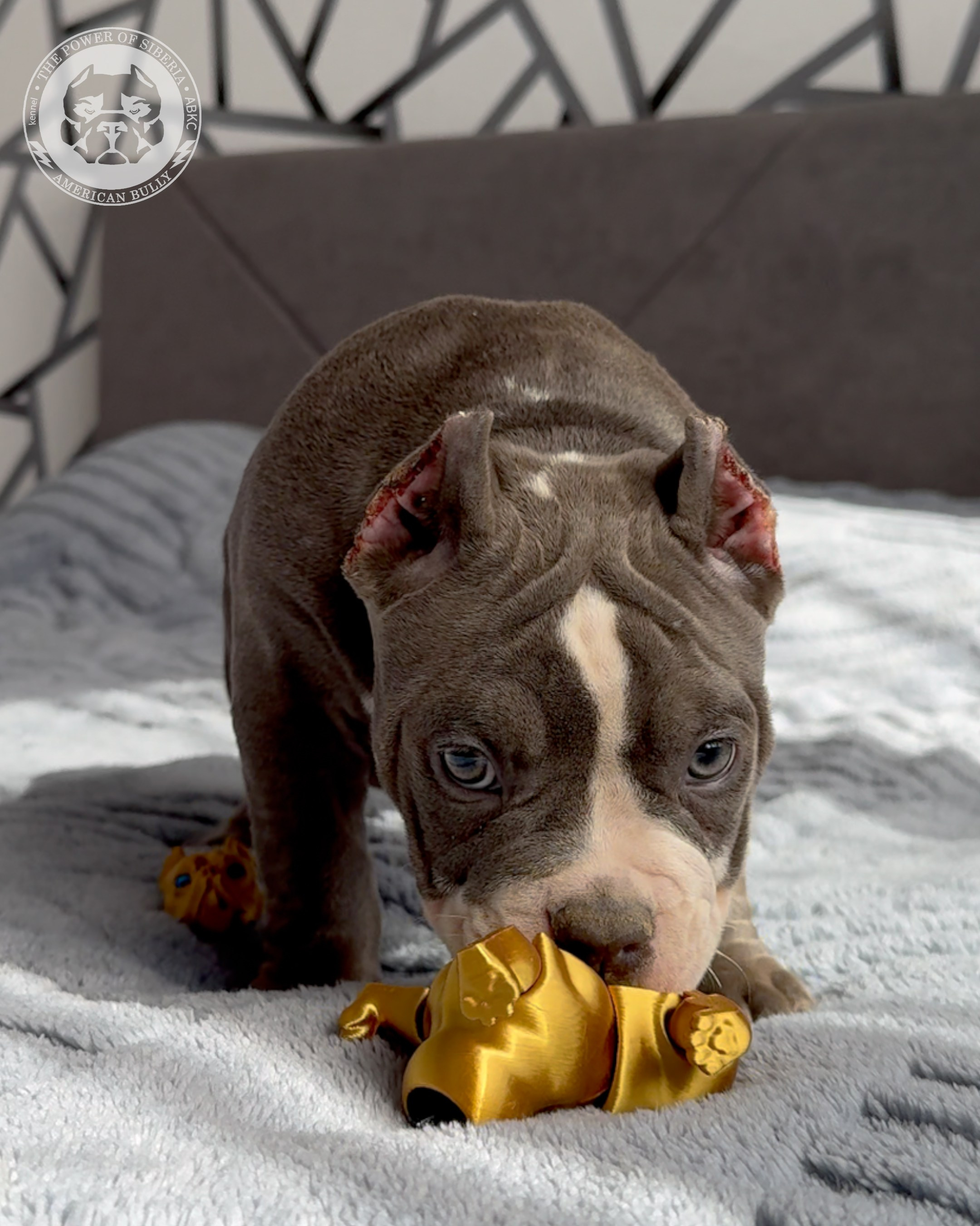 29.12.25-Терри-Локо. Американский Булли в г. Ростов-на-Дону. Питомник THE POWER OF SIBERIA