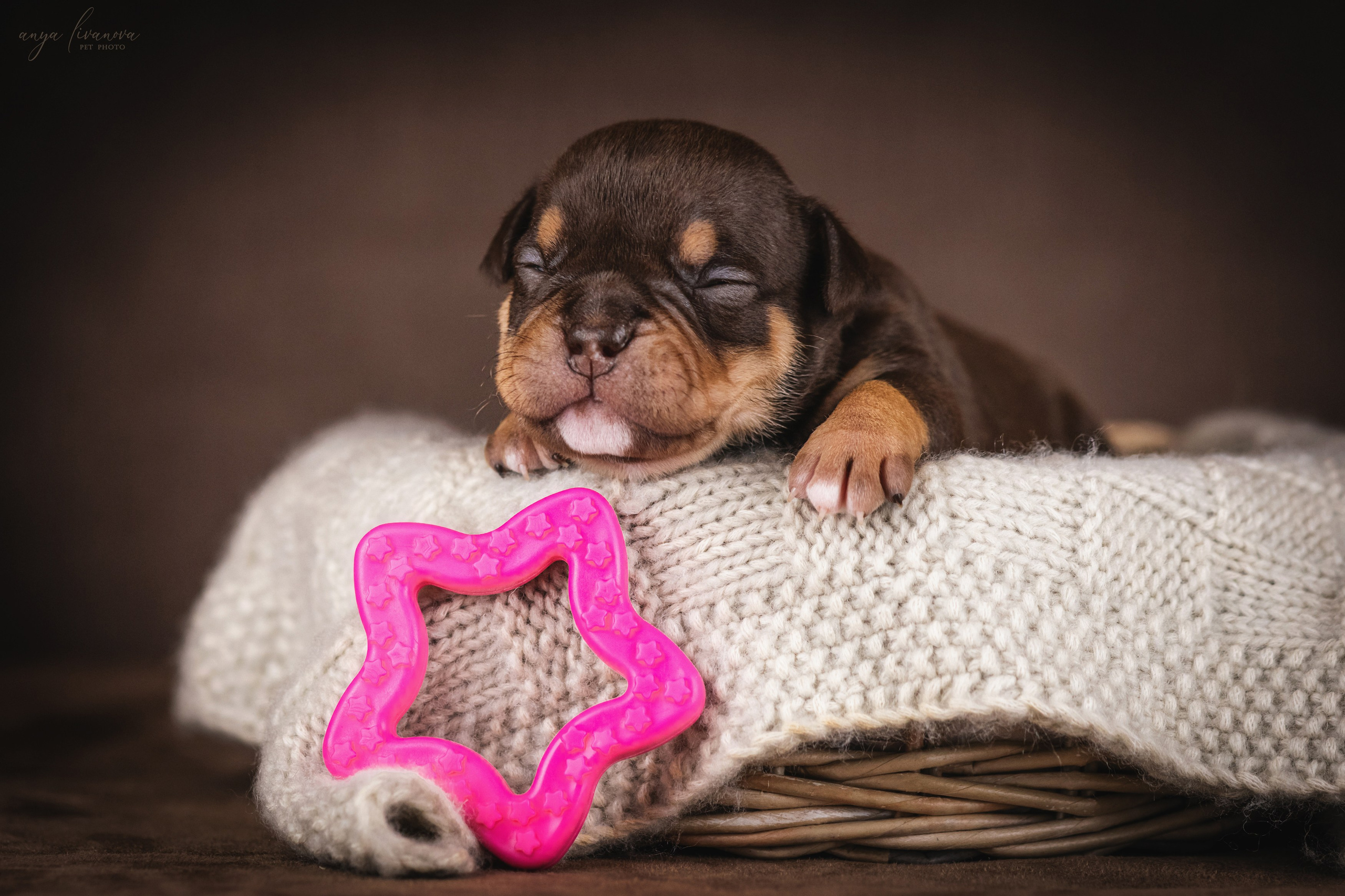 Амбулли. Фотограф анималист Аня Ливанова | Рыбинск