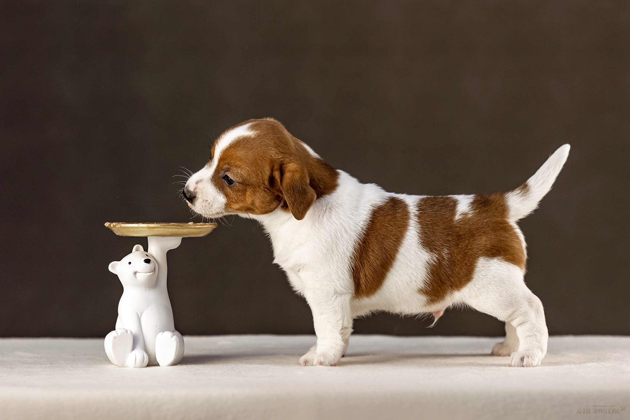 Джек расселы. Фотограф анималист Аня Ливанова | Рыбинск