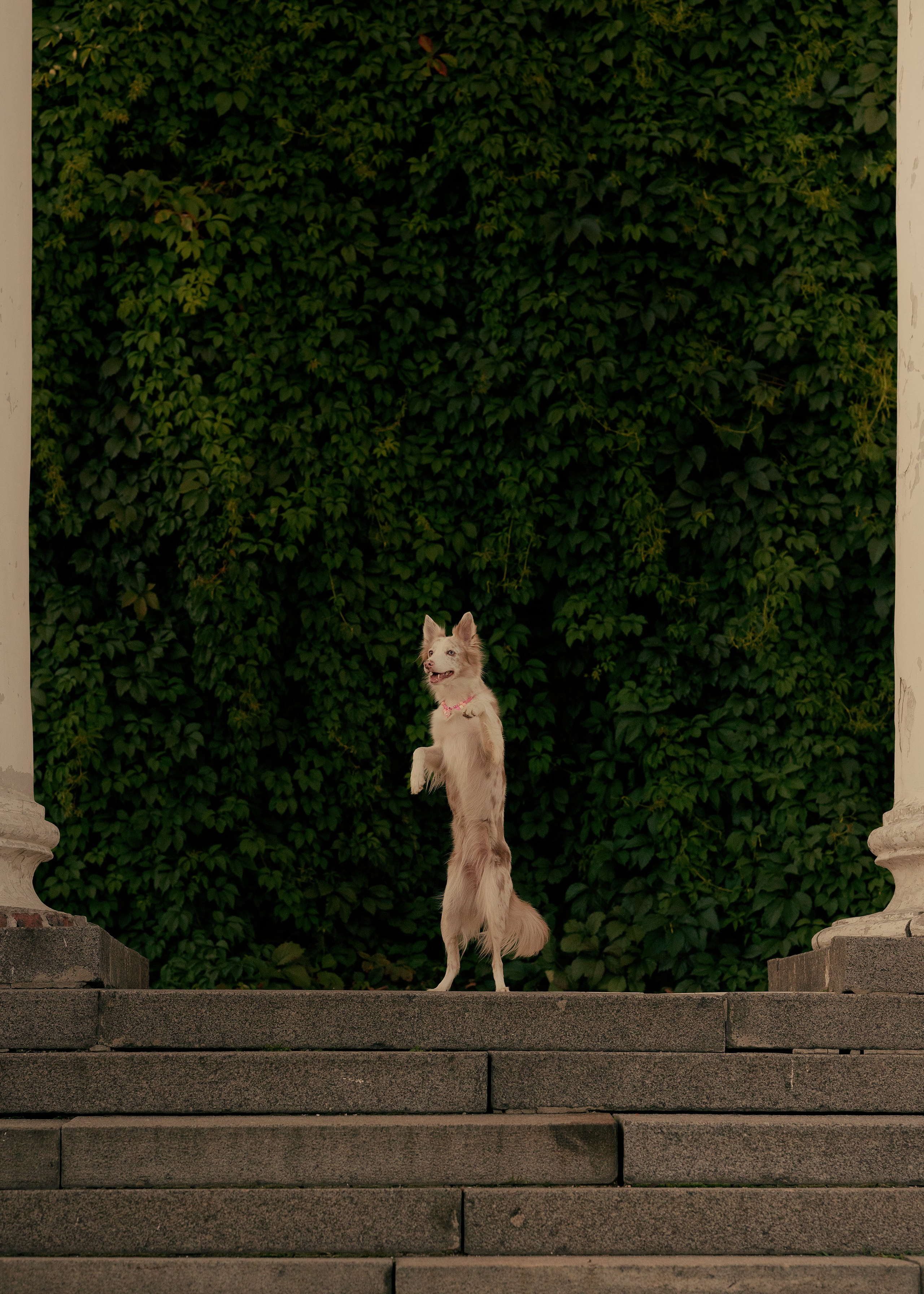 Вэй. Фотограф- анималист Александра Матвеева