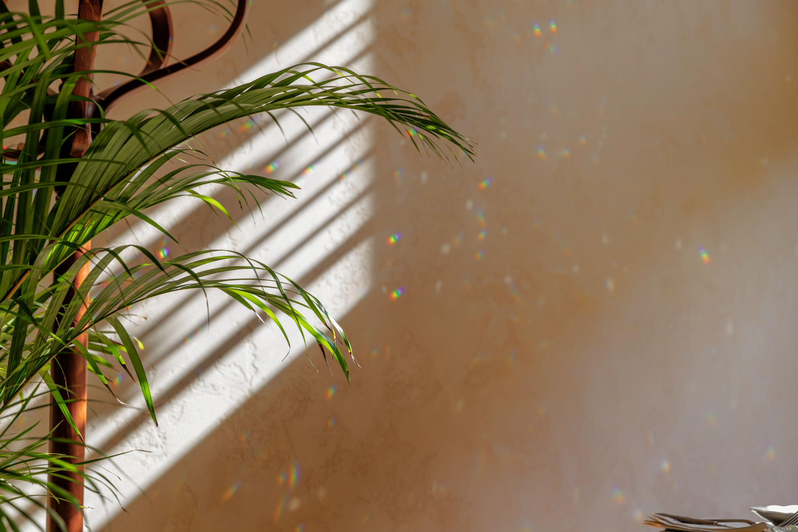 Медведь. Репортажный фотограф в Санкт-Петербурге Жолудев Владислав