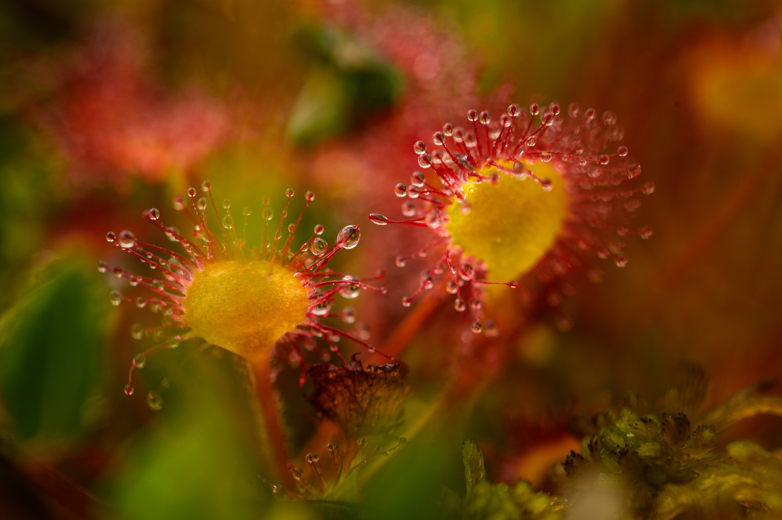 Фотопленэр на болоте. Фотообъединение Самарского областного отделения Союза журналистов России