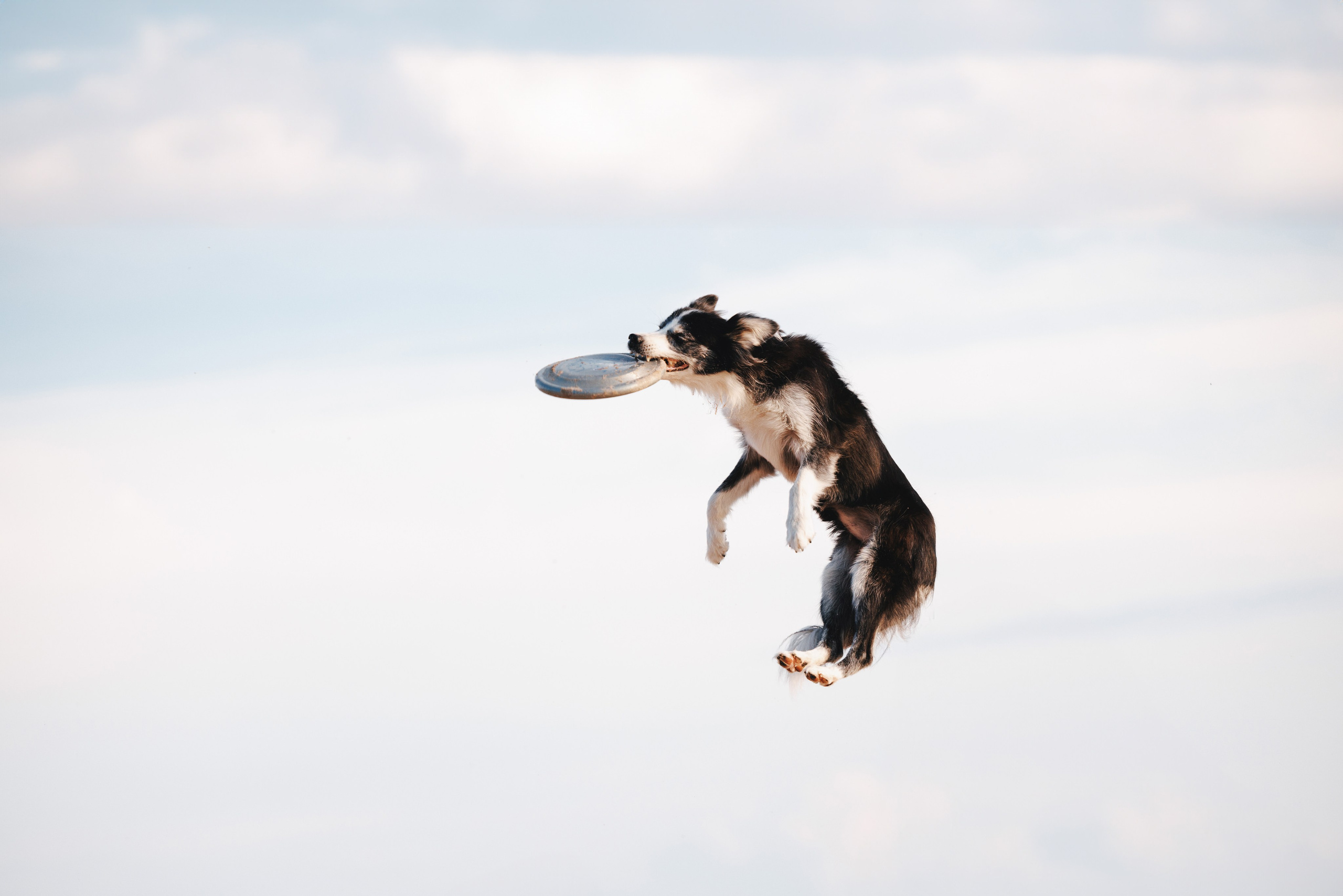 Рита, Маша и много собак. Фотограф анималист Осипчикова Мария