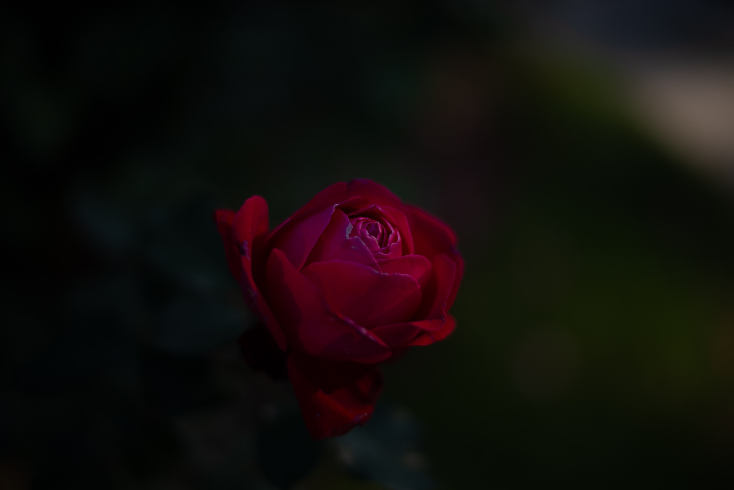 Цветы сада МГУ. Victoria Radjevna Репортажный Фотограф — Видеограф Москва • Санкт-Петербург