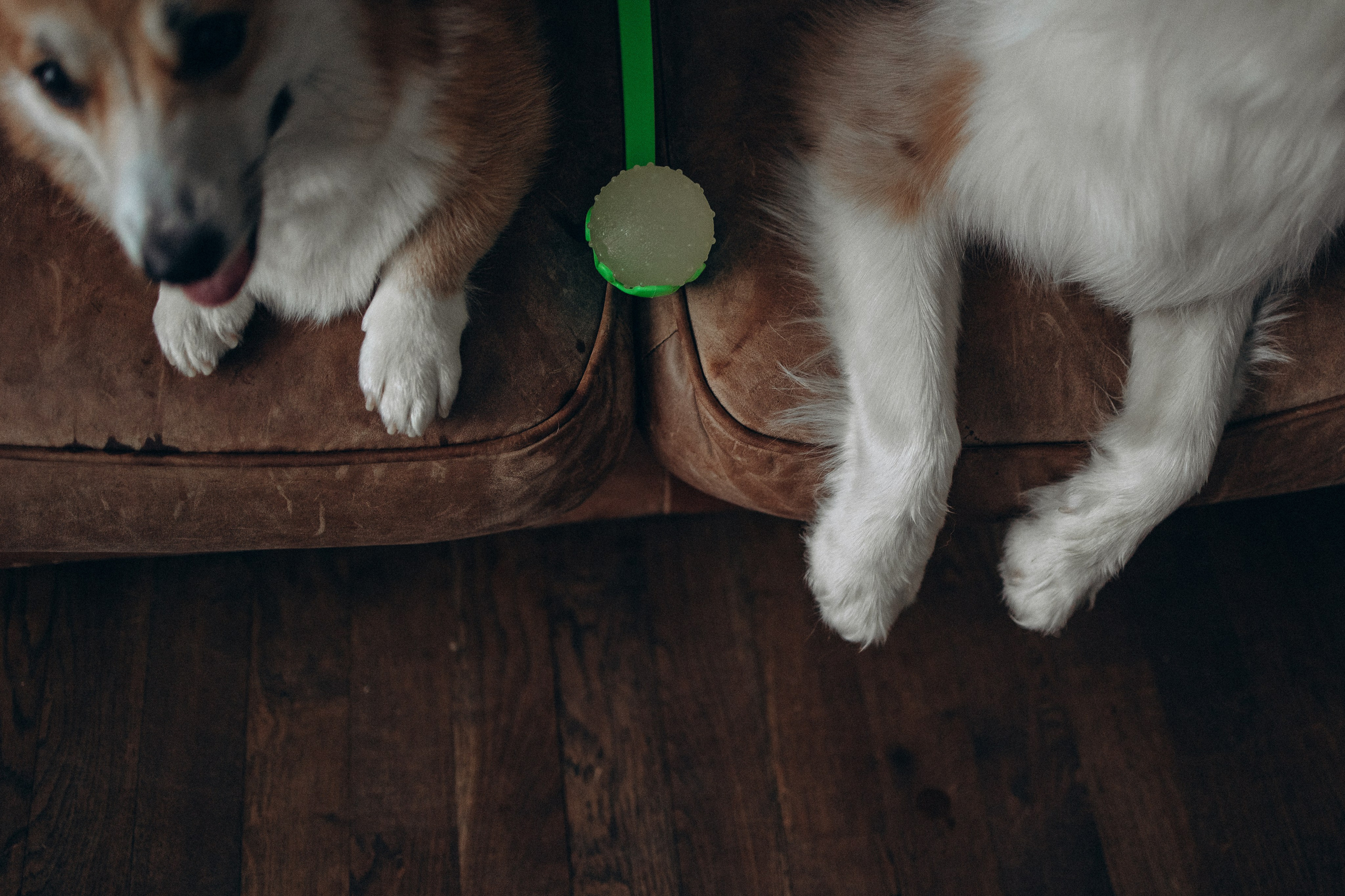 Катапульты. Фотораф — анималист Мария Шистка