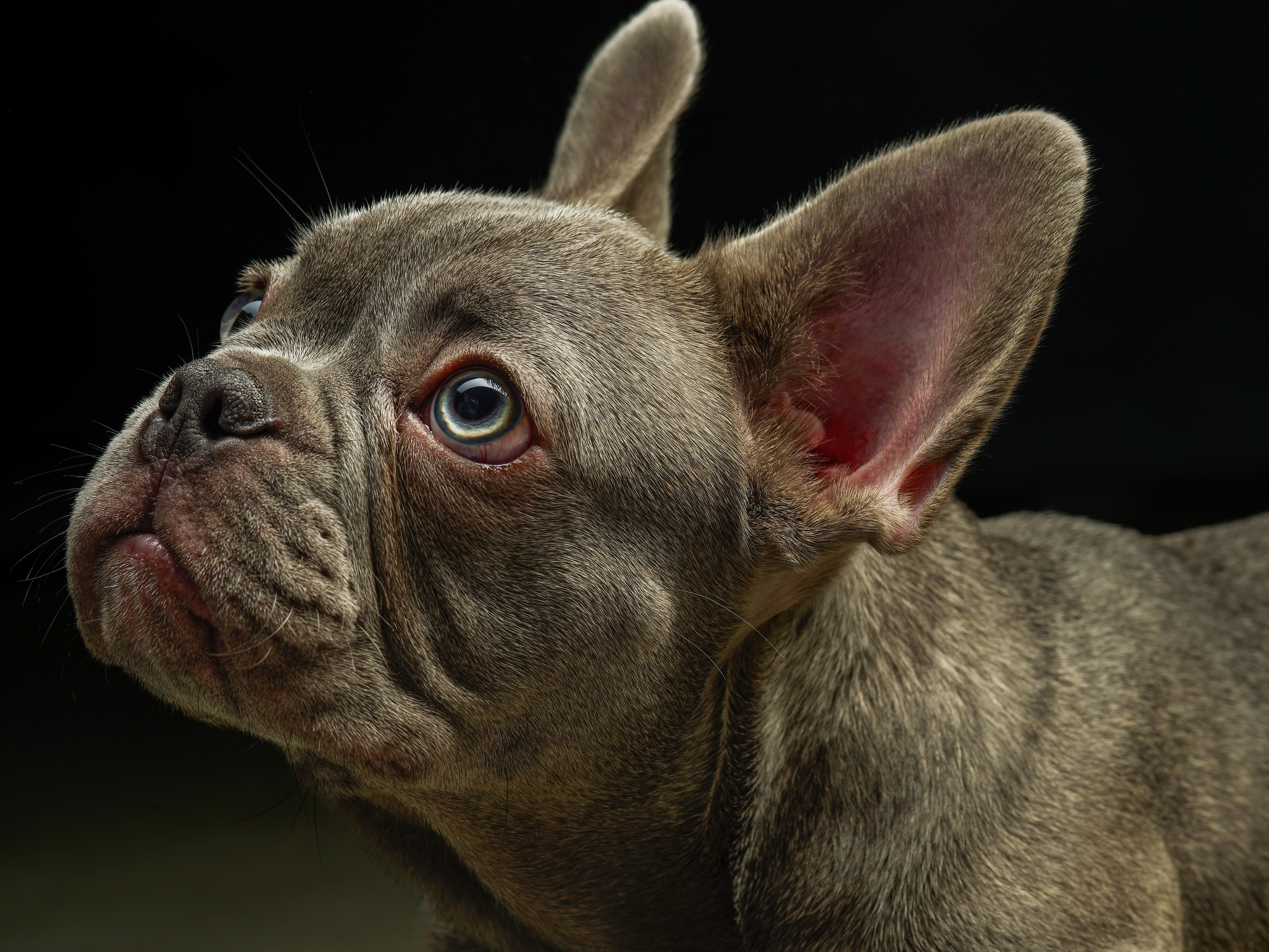 Фото услуги. Фото & Видео студия XIMIYA