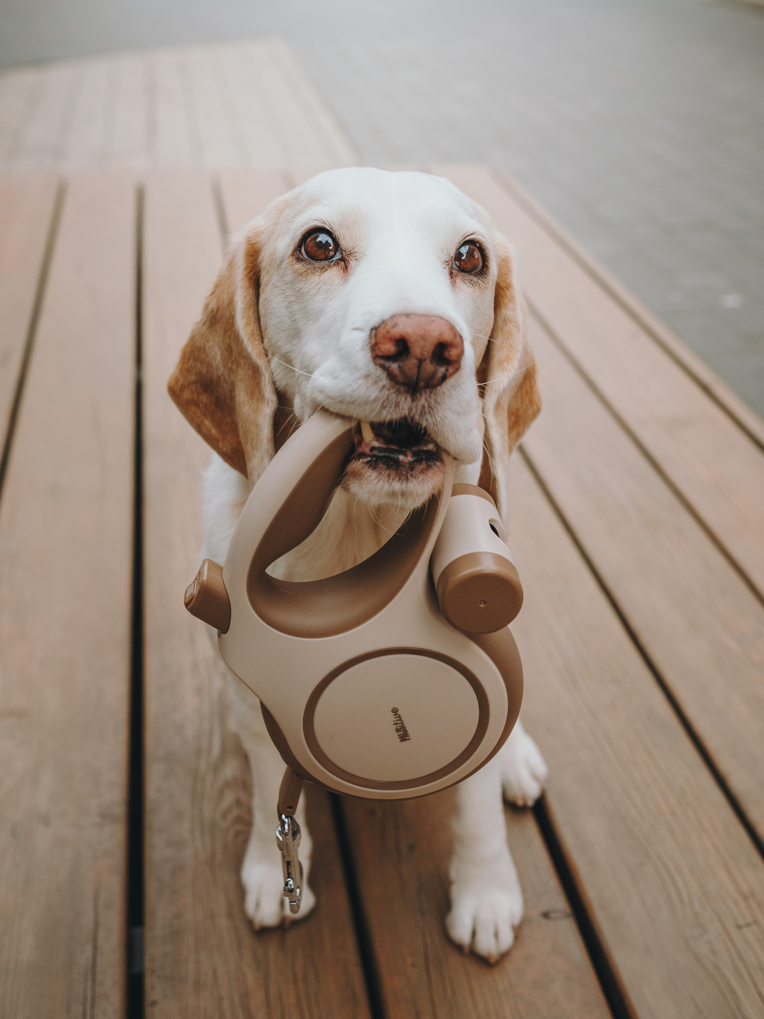 Pawsitive. Семейный фотограф анималист Ананьева Мария — Москва