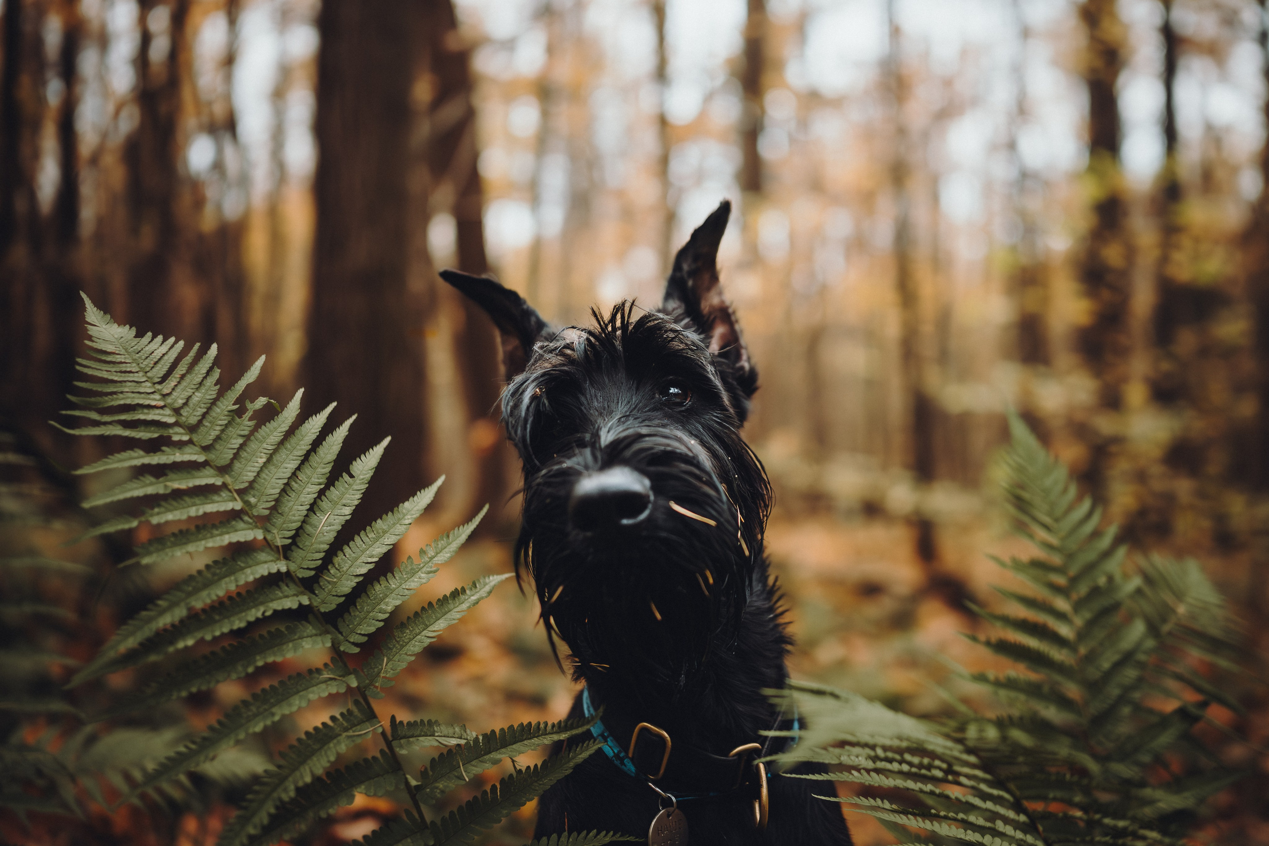 Даша и Умбра. Семейный фотограф анималист Ананьева Мария — Москва