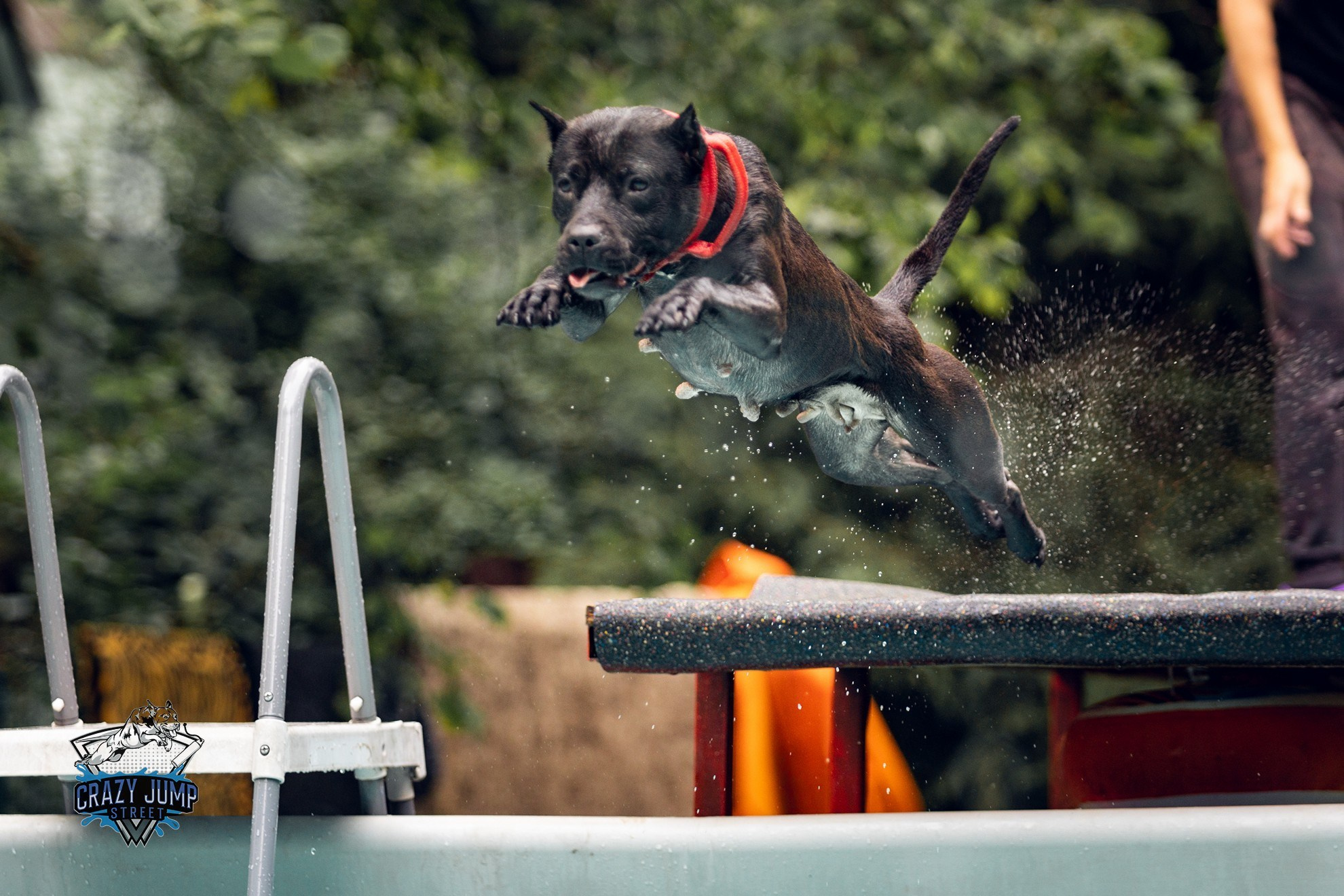 Собаки, спорт, Док дайвинг. Свадебный и репортажный фотограф в Москве и Московской области