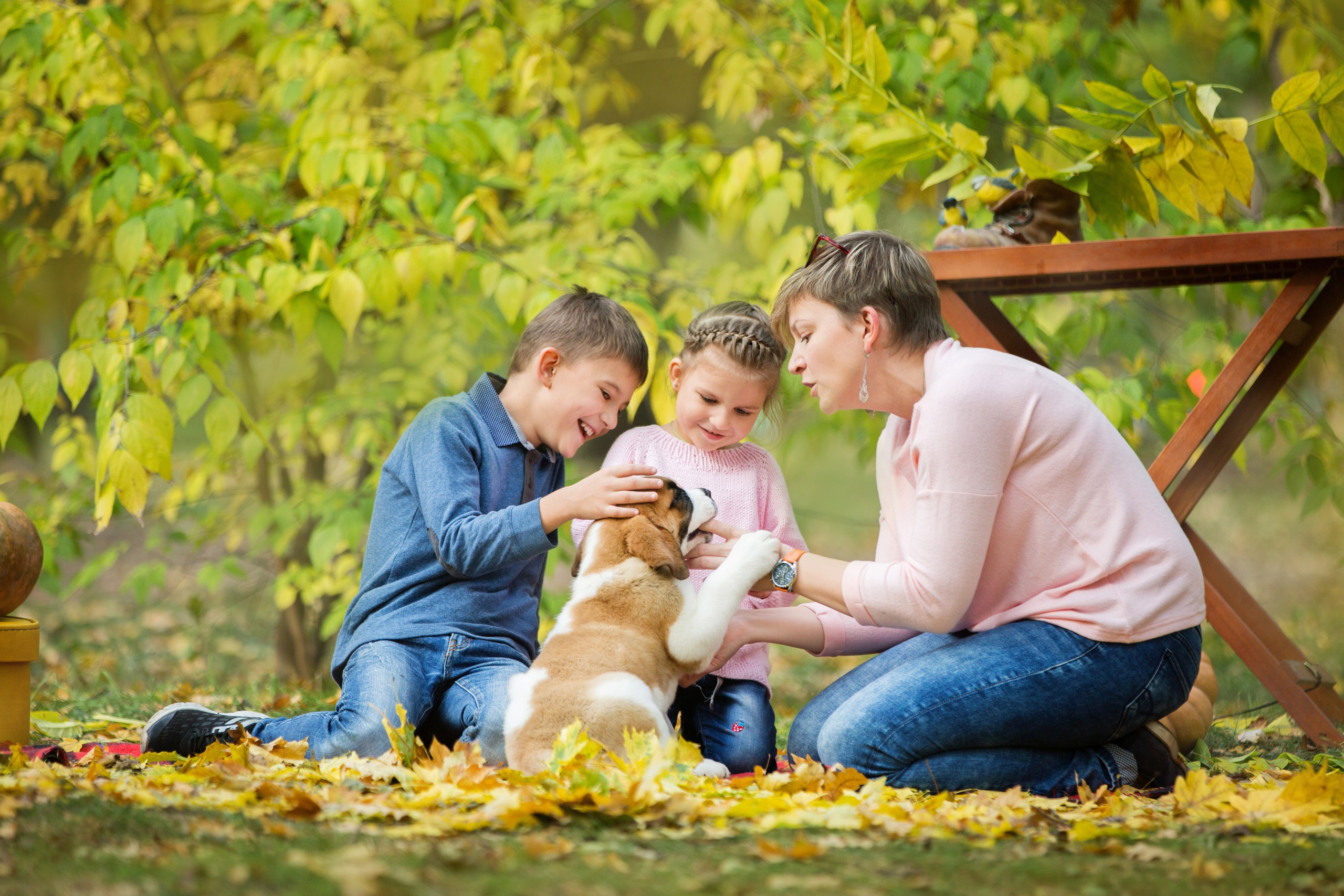 Щенки Сенбернары. Октябрь. Свадебный семейный и детский фотограф в Краснодаре Карина Федоровская