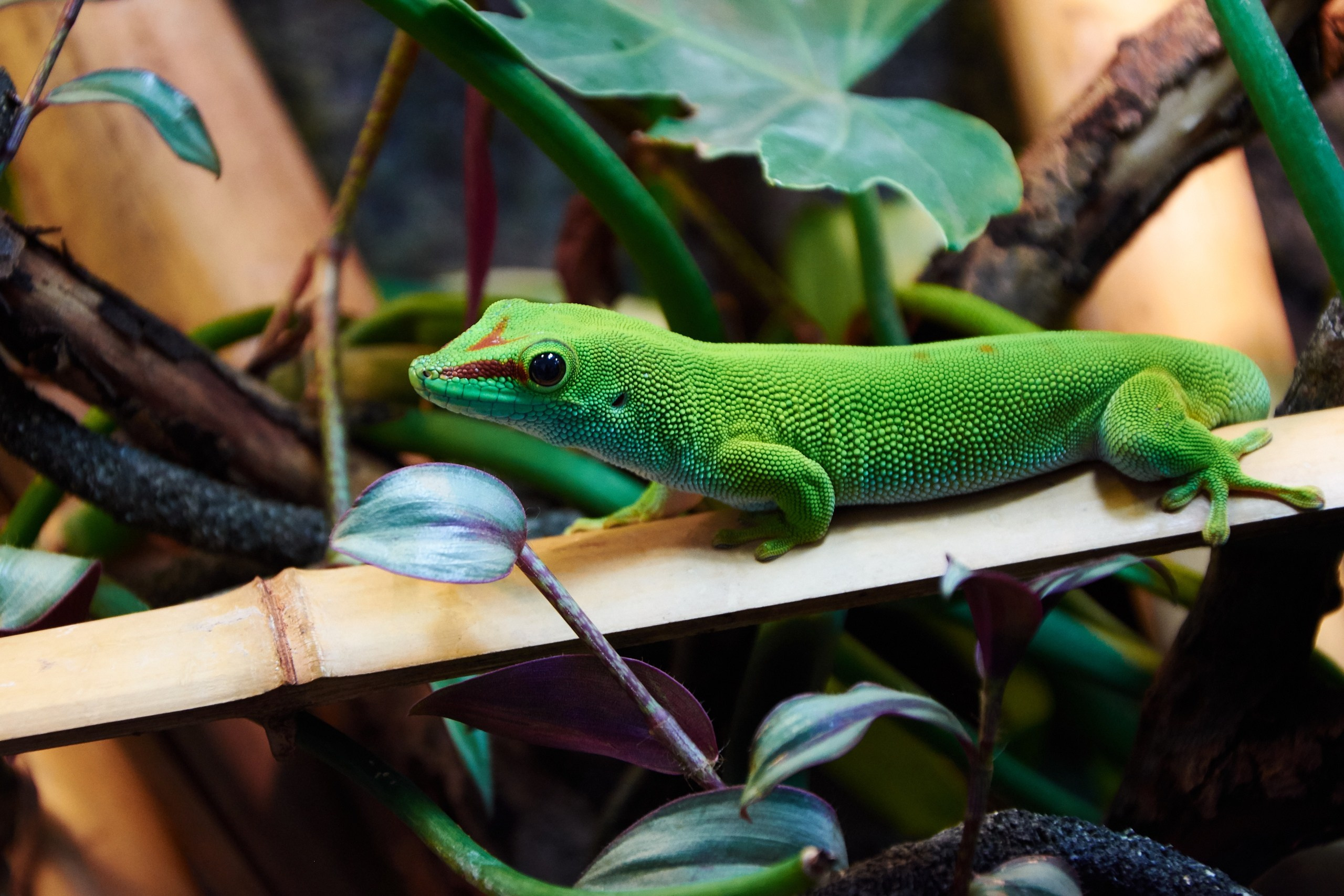 Костромской экзотариум. Ольга Чёкотова (Фотограф Кострома)