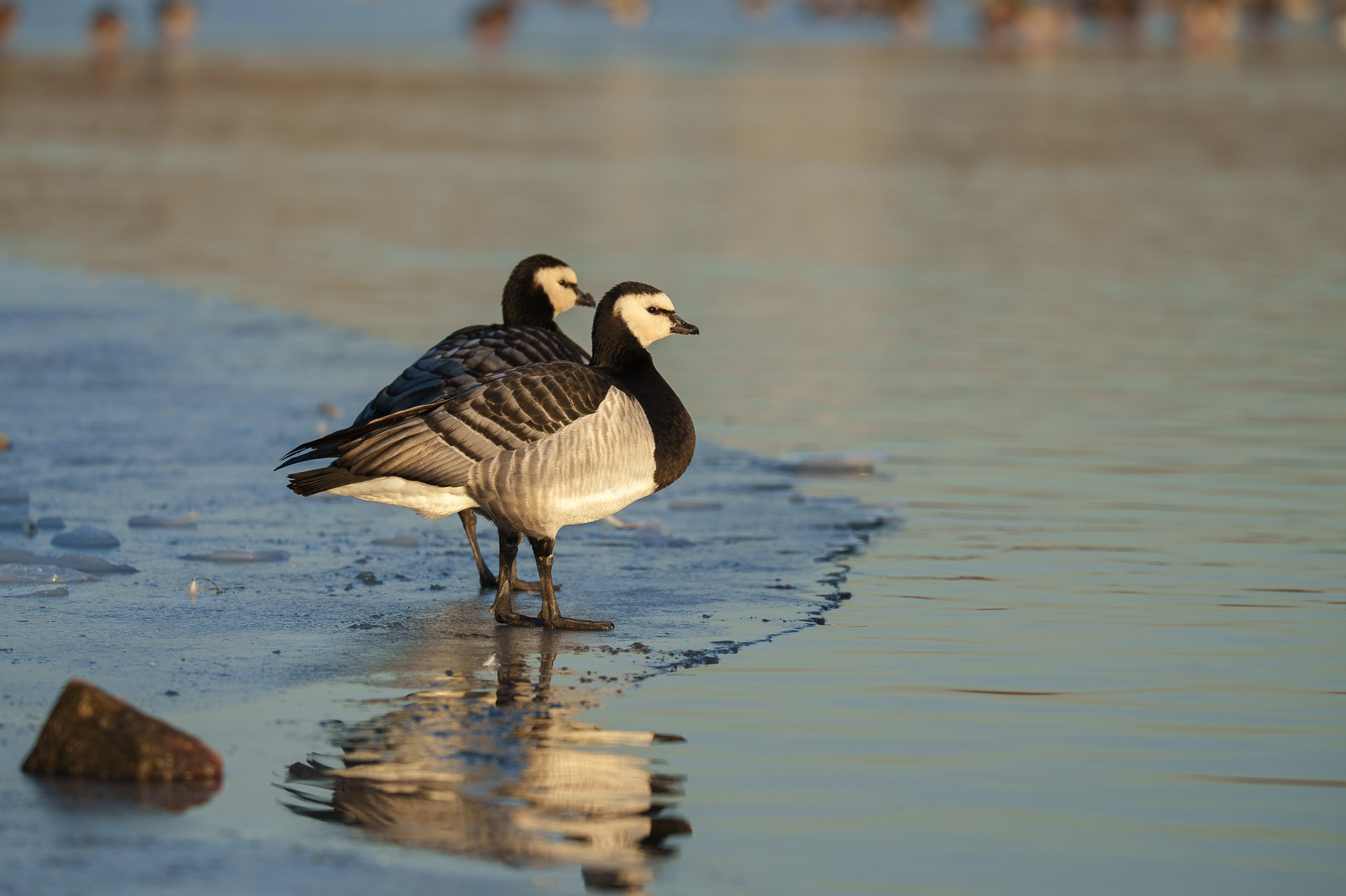 Удивительные мир птиц. Вокруг нас столько прекрасного — присмотритесь!. Ваш личный фотограф Марина Волкова
