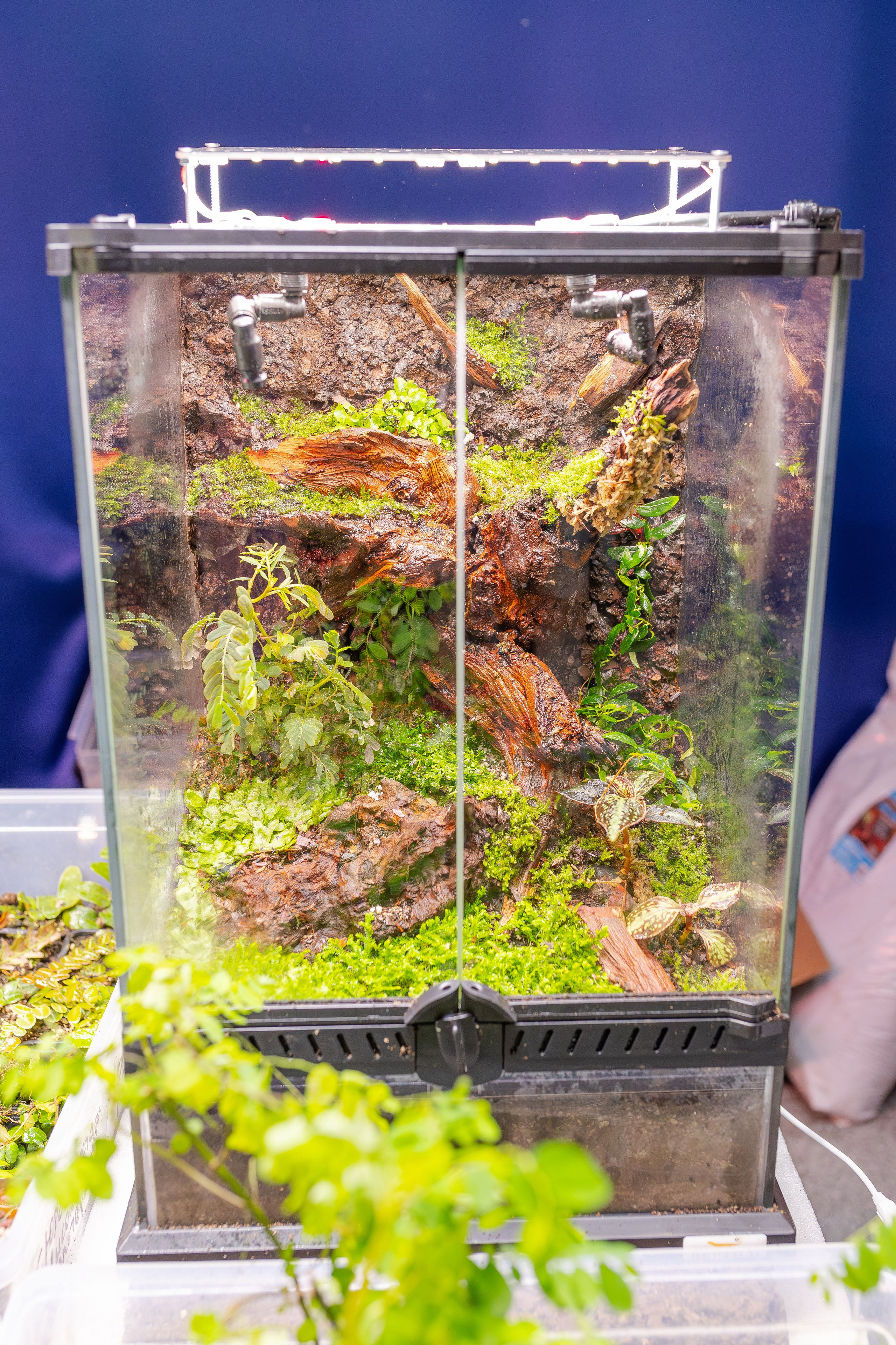 Монстериум апрель 2026. Александра Куликова фотограф, Москва