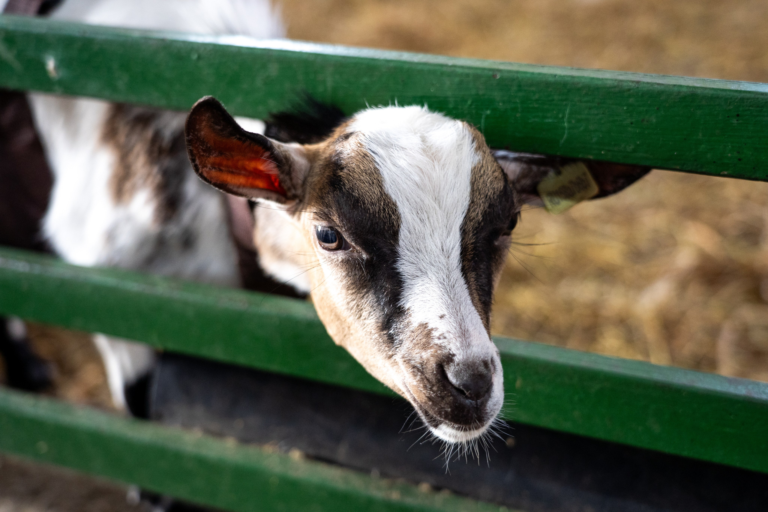 «Летний институт», посвящённый историческим процессам на евразийском пространстве. Репортажный фотограф в Москве Легкая Софья
