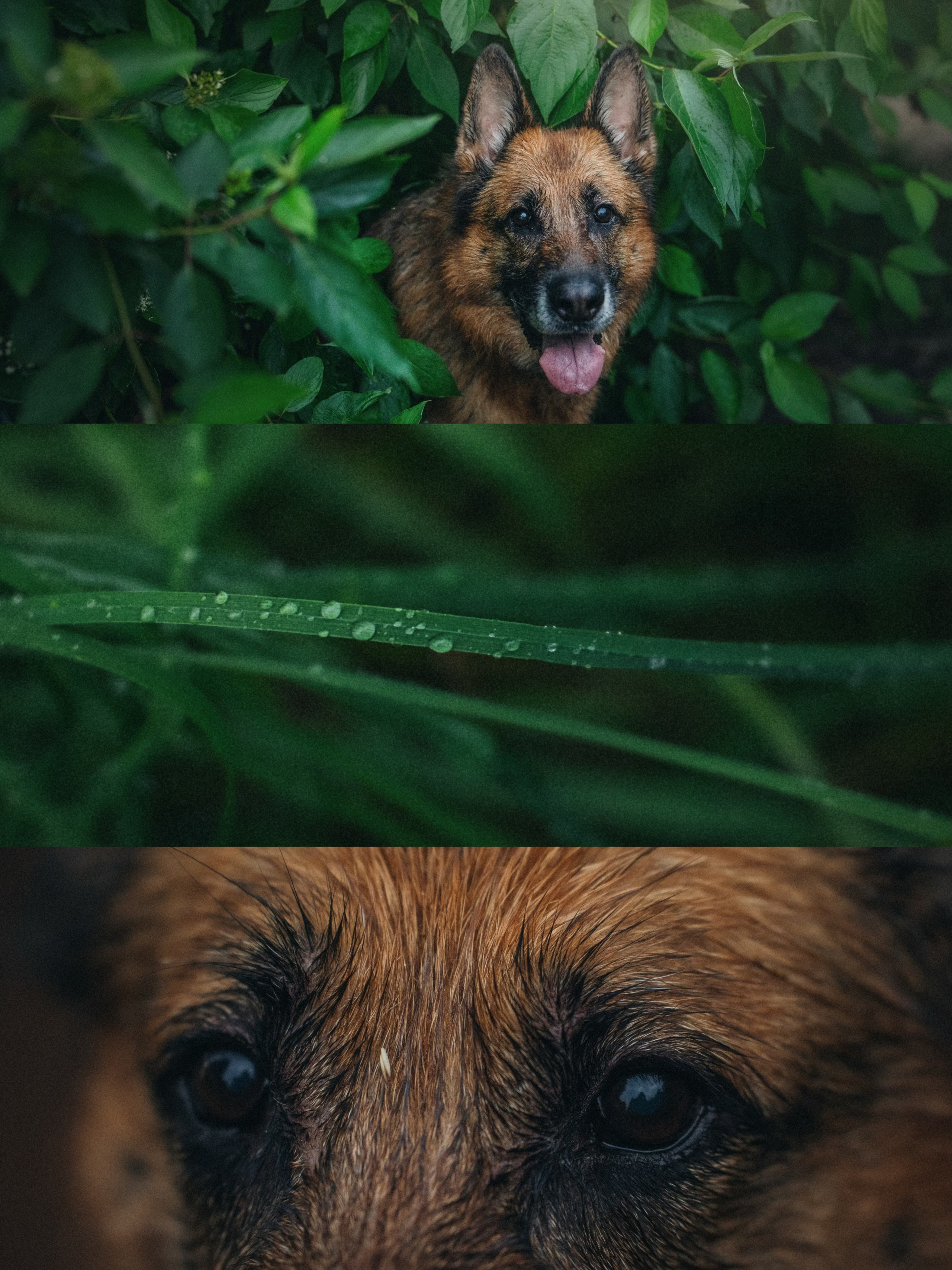 Вика и Фрея. Фотограф анималист в Москве и Санкт-Петербурге Свиридова Анна