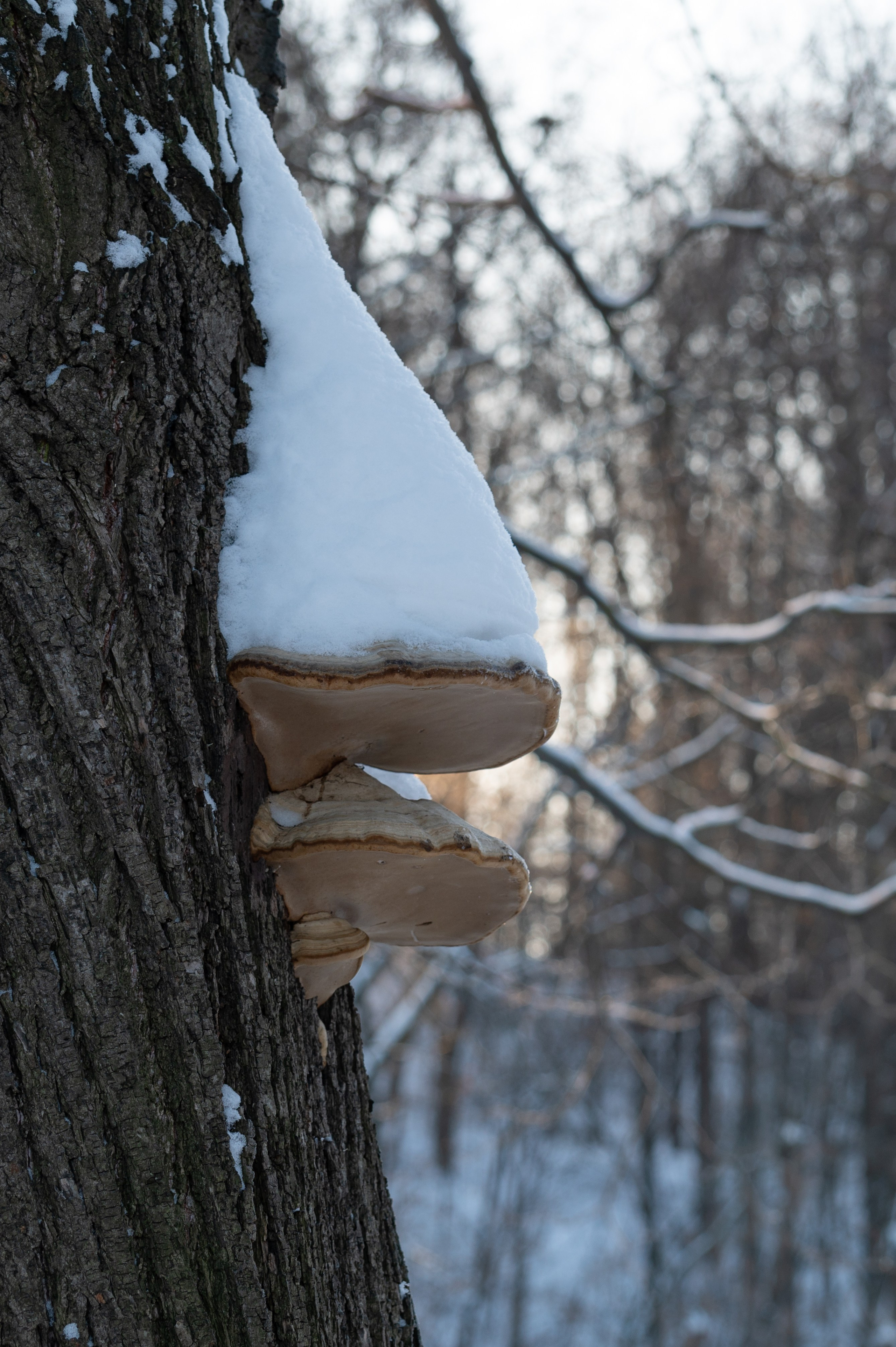 20240120 Воробьёвы горы. Дмитрий Ремизов. Фотография, как хобби