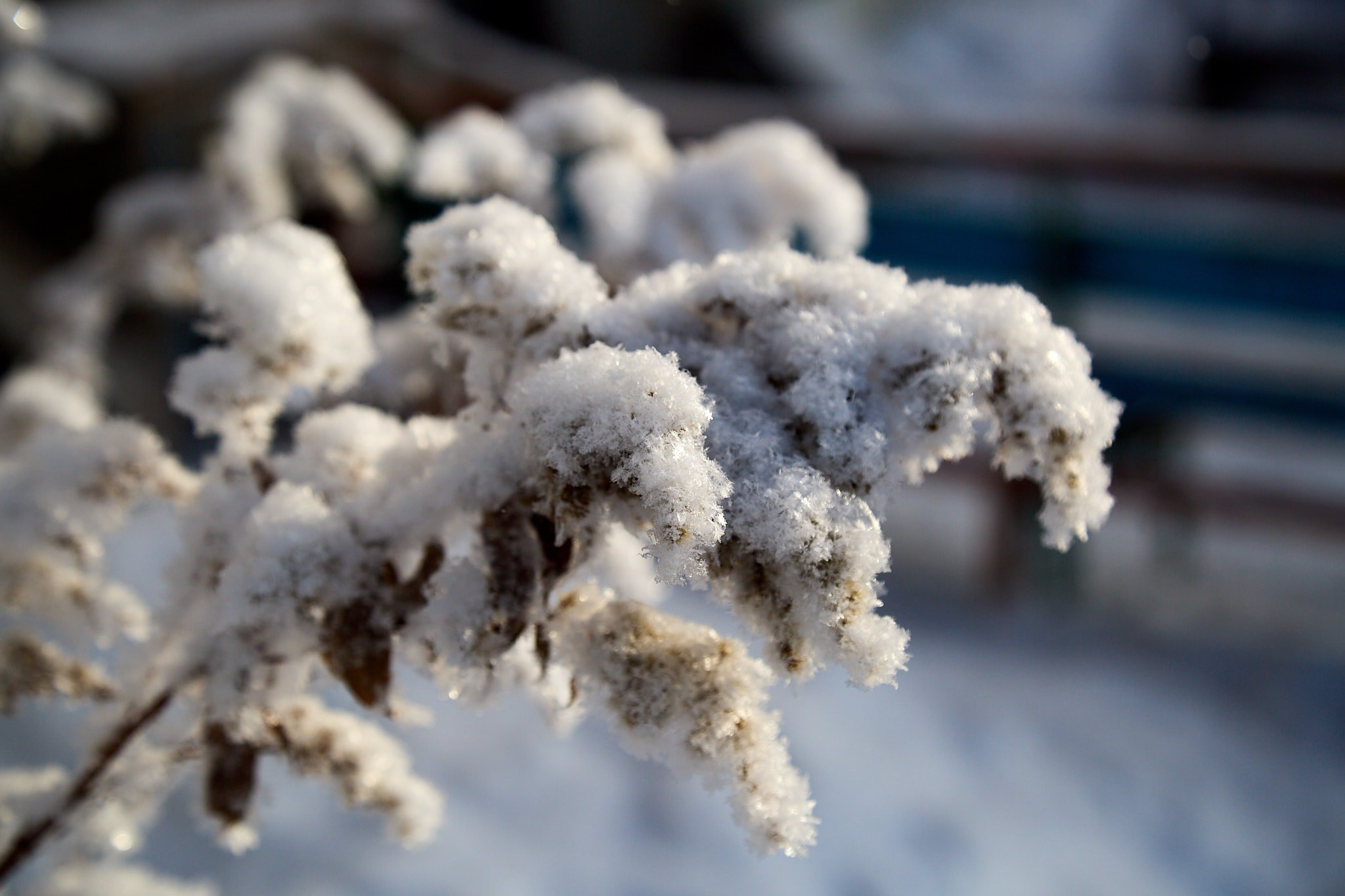 Предновогодняя сказка. Фотограф Омск | Александр Вандеров