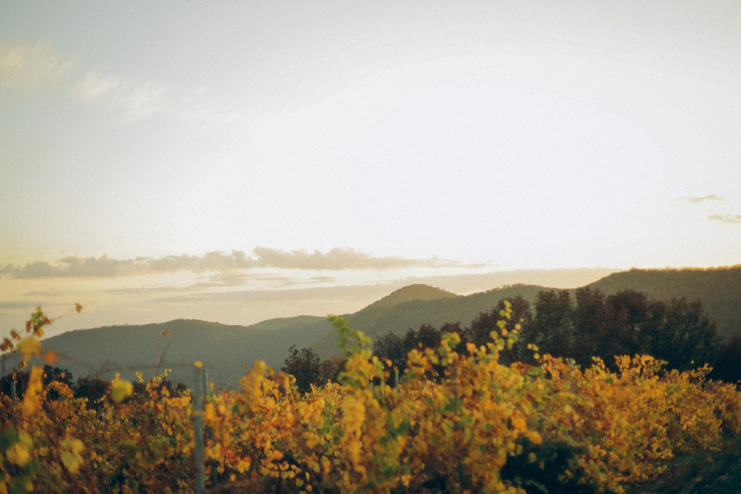 Инга, Андрей, Василиса и Леня. Семейный фотограф Анапа