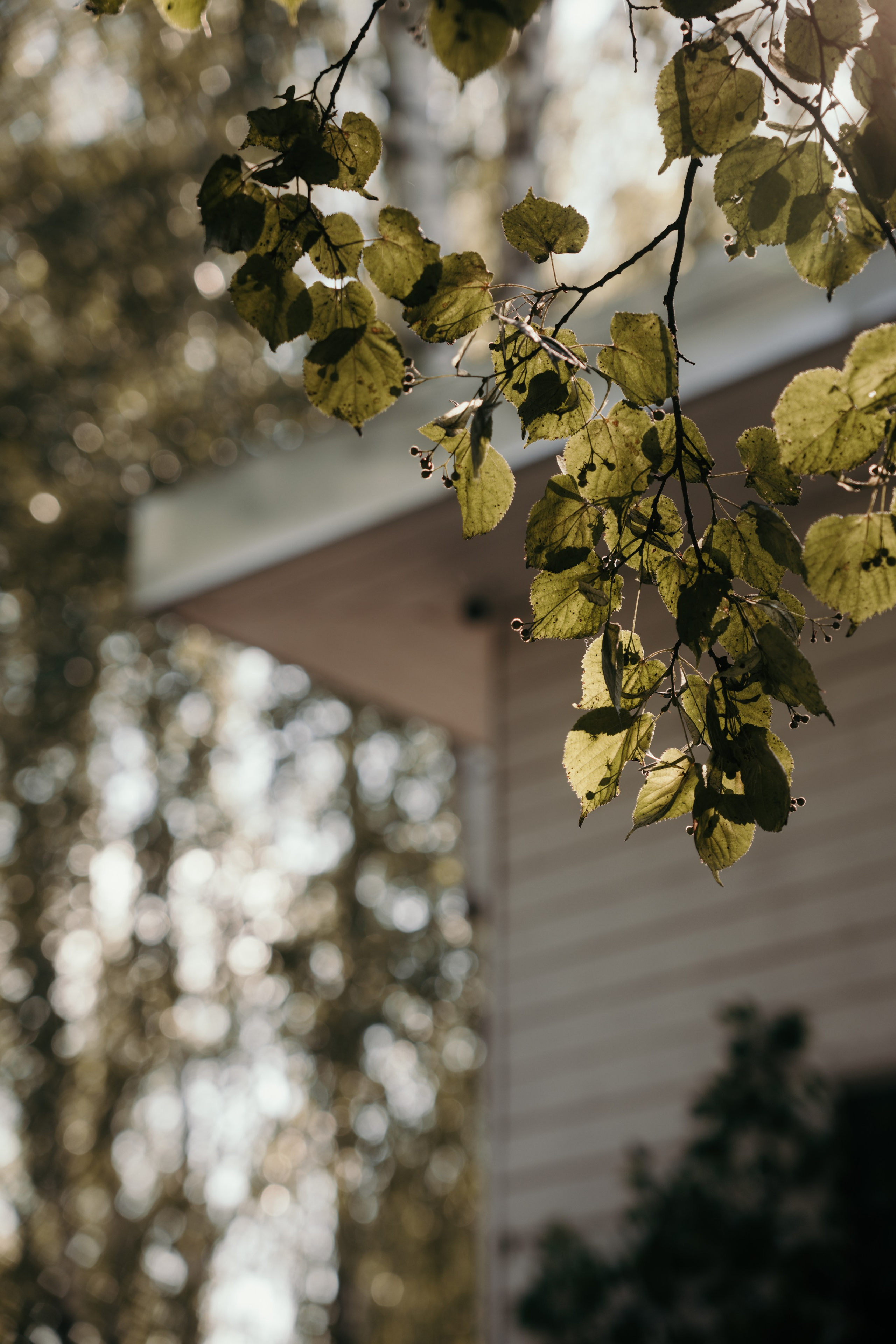 Анна и Иван. Фотограф и видеограф Мария Банщикова, Солнечногорск, Москва