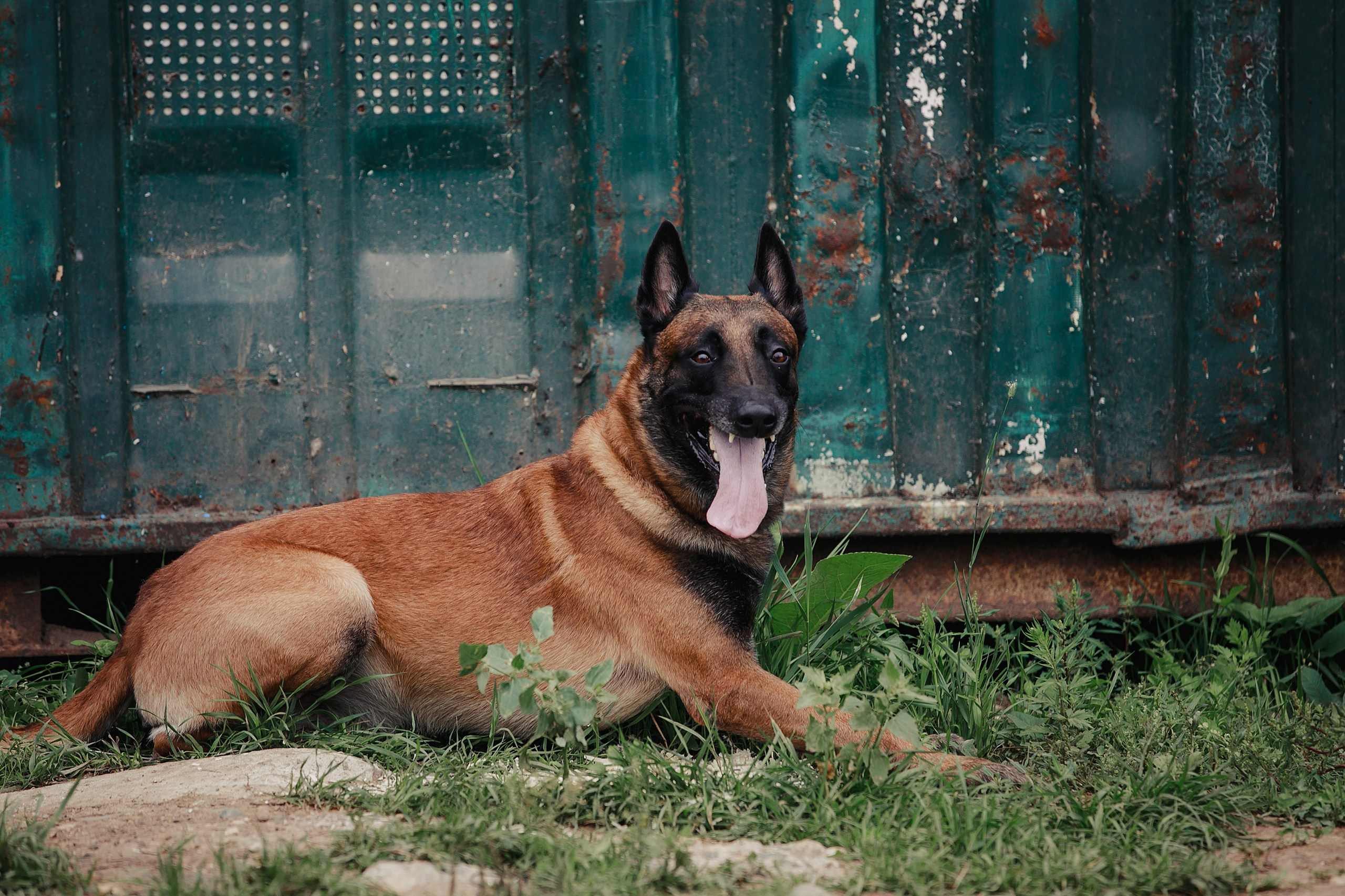 Мондьоринг М1, М2, М3, Вологда. Фотограф-анималист Mary Mart — Москва, Питер