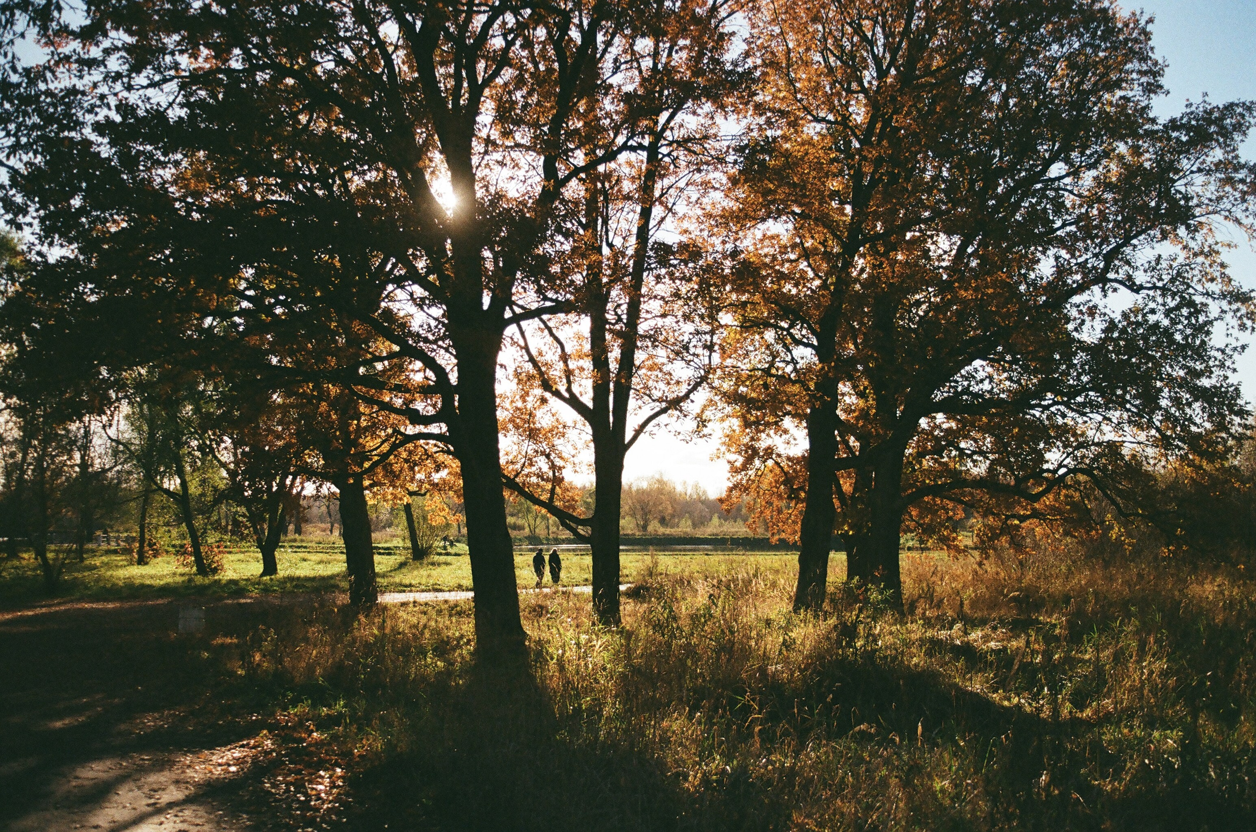 Плак или Квак