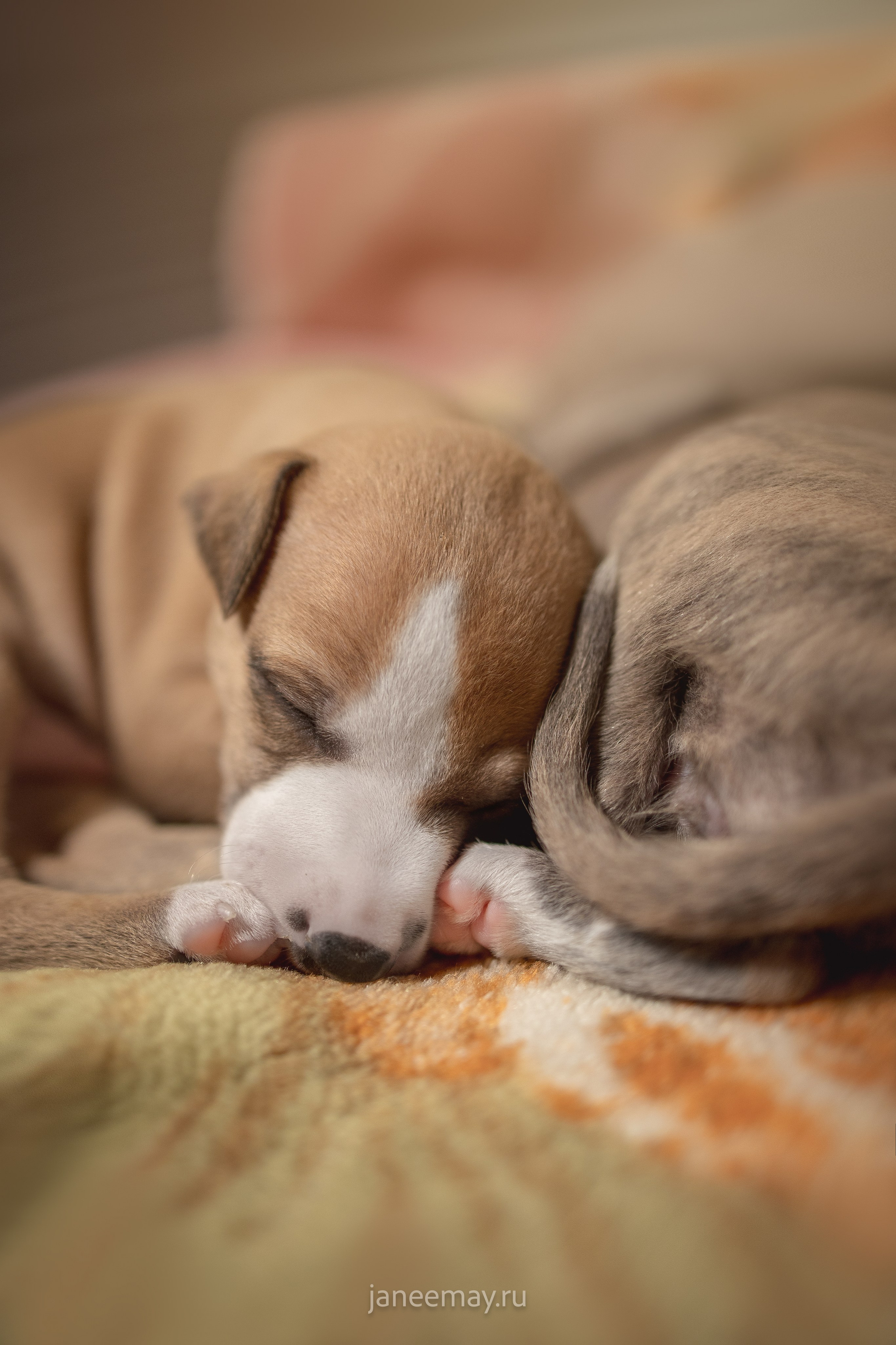 Малыши уиппеты Великбековых. Фотограф анималист в Москве Майорова Евгения