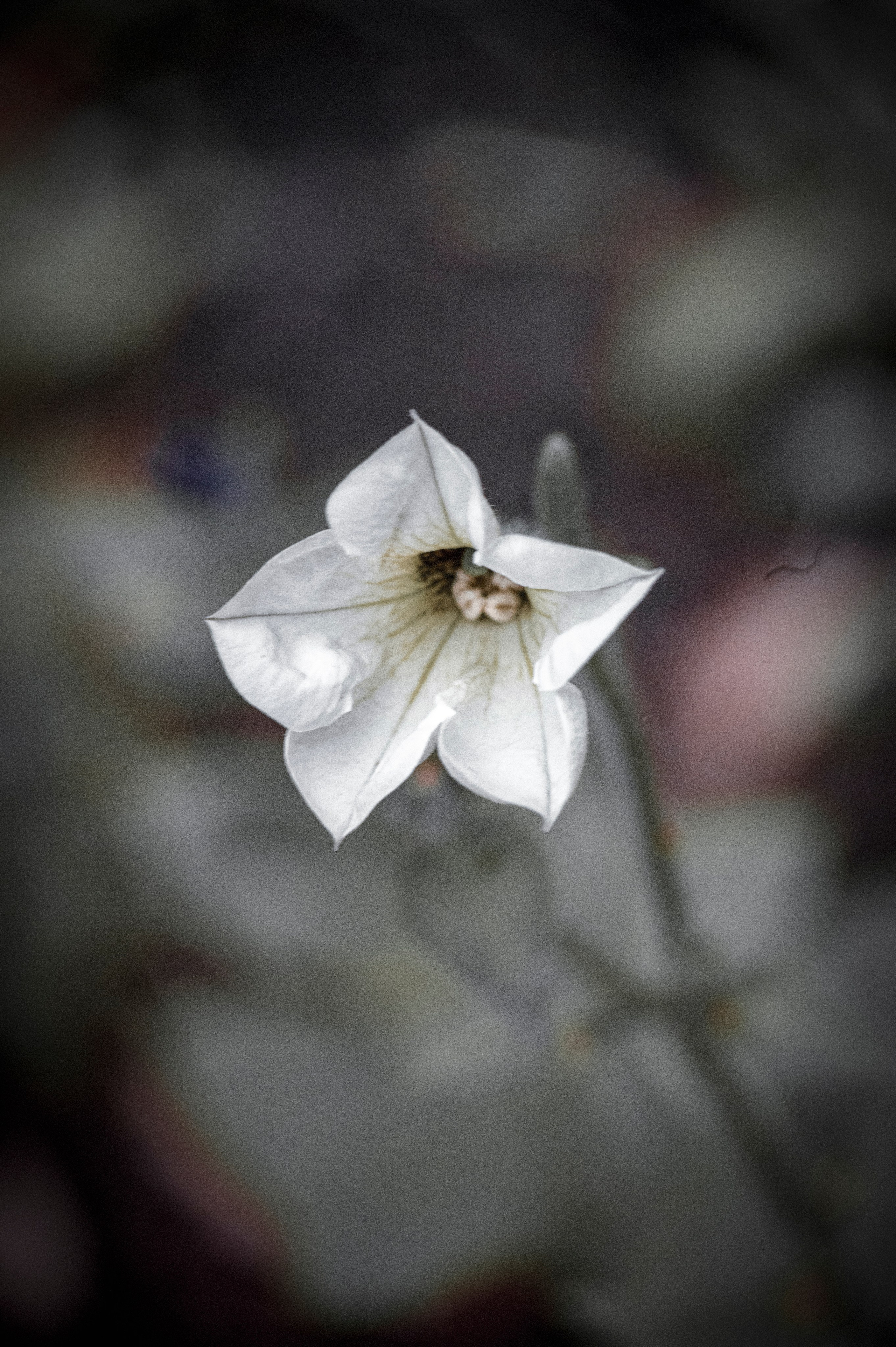 Осенние цветы. Фотограф Роман Адлер