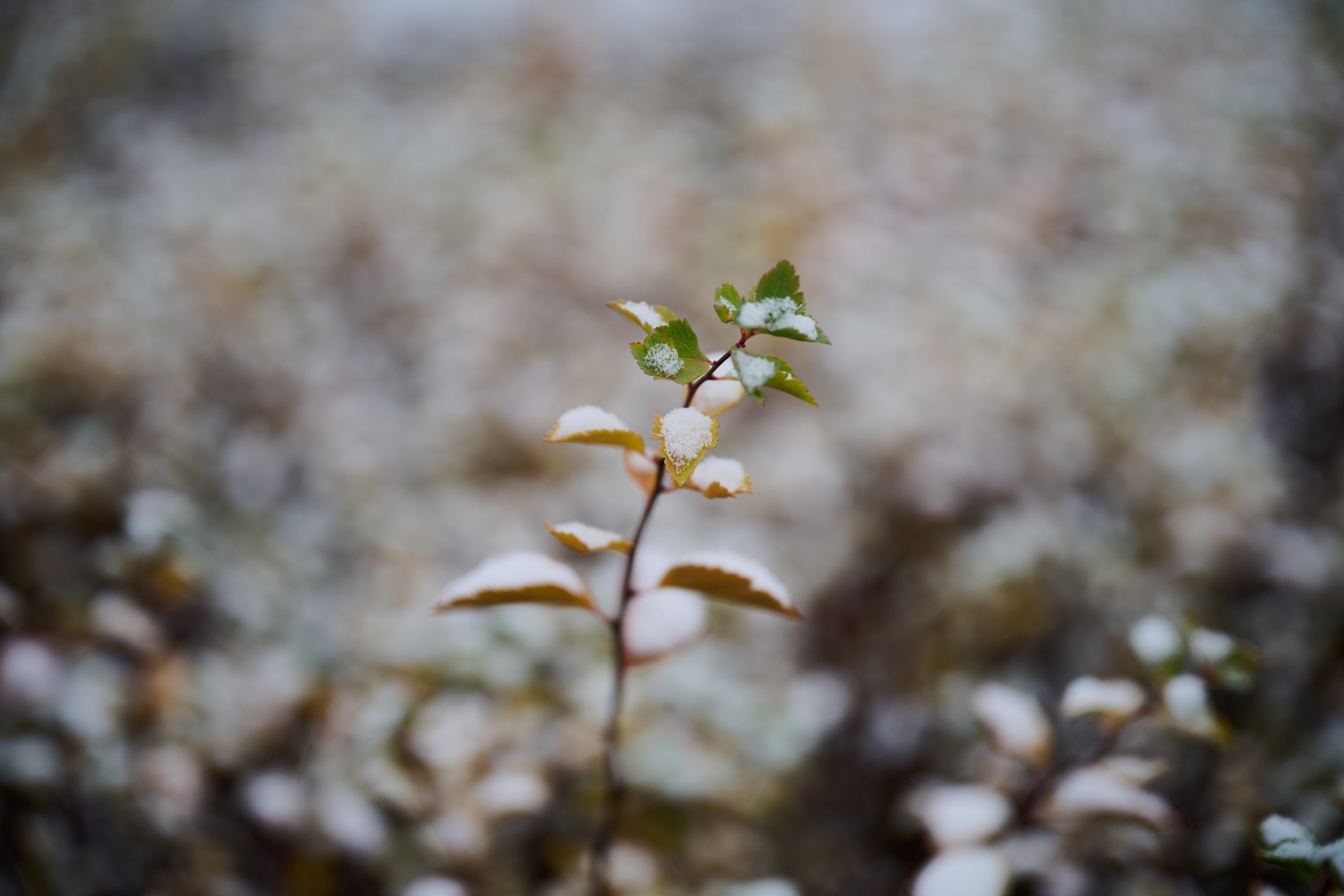 Северодонецк (Луганская область). Декабрь 2024. Фотограф Роман Адлер