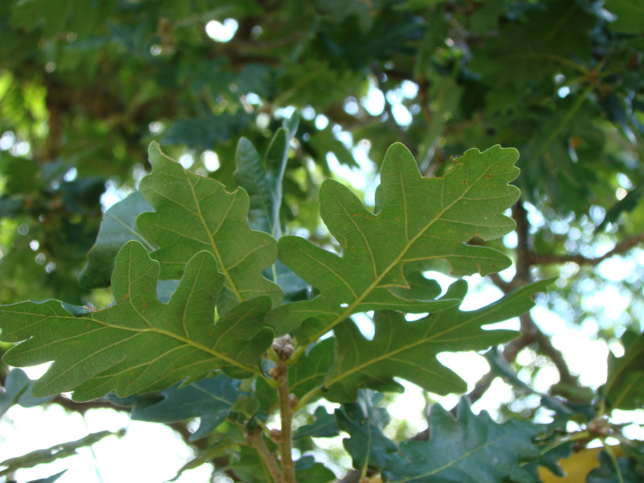 Кабардинка (фото Зевиных) 25.06-24.07.2008. Семейный, Свадебный фотограф СПБ Питер— Романова Екатерина