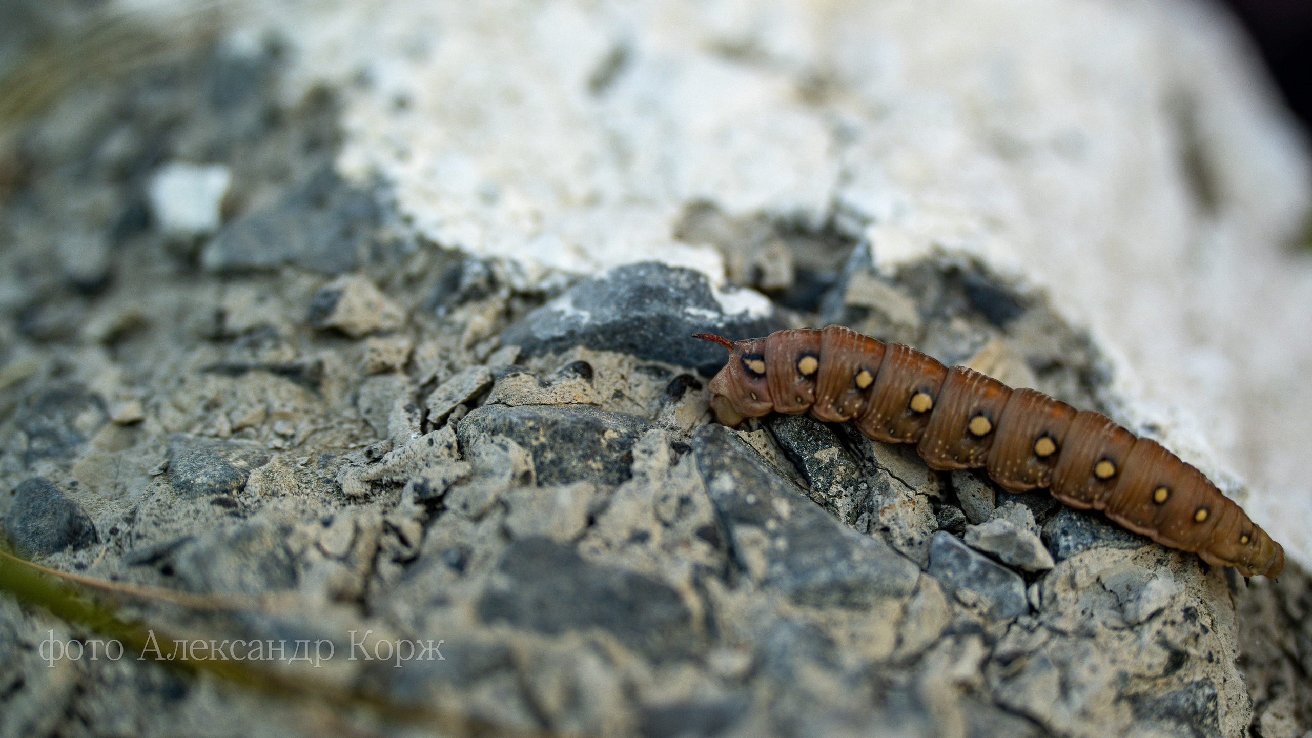 Животные. Фотографии и видеосъемка, Айхал, Удачный, Якутия. Фотографии Айхал