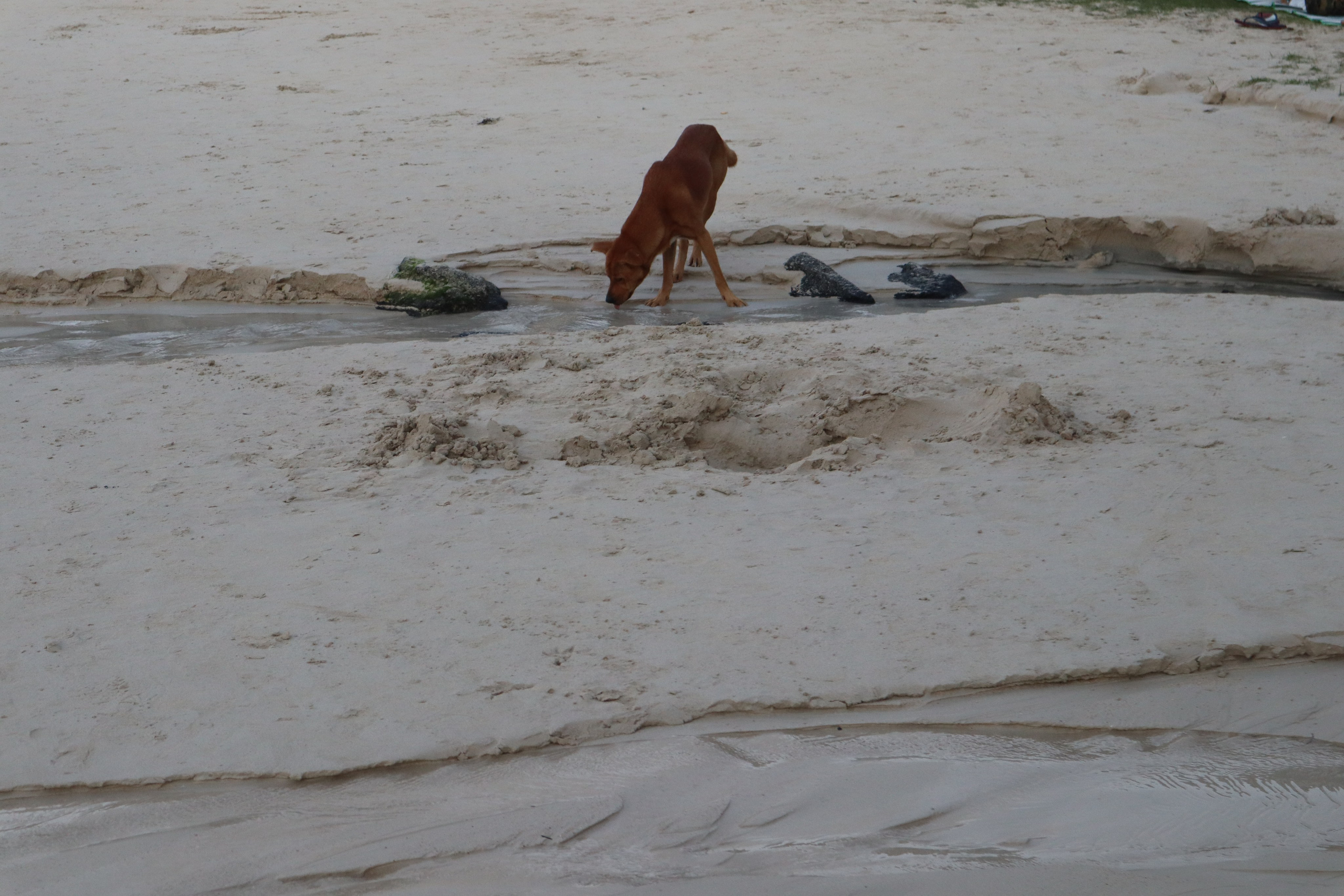 Путешествие на родину птицы додо. Travel photographer Ksenia