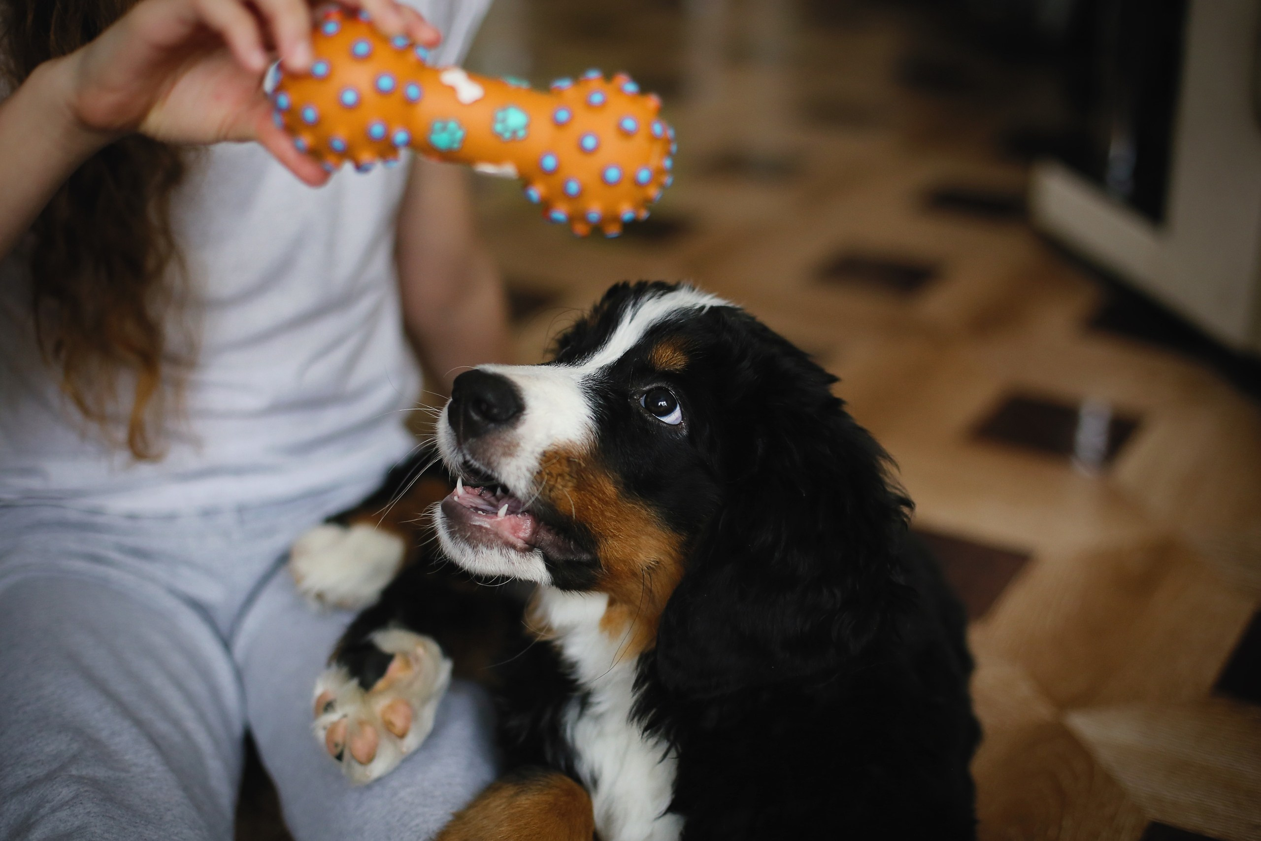 Четвероногие друзья. Репортажный, семейный, школьный фотограф в Иванове Инна Крылова