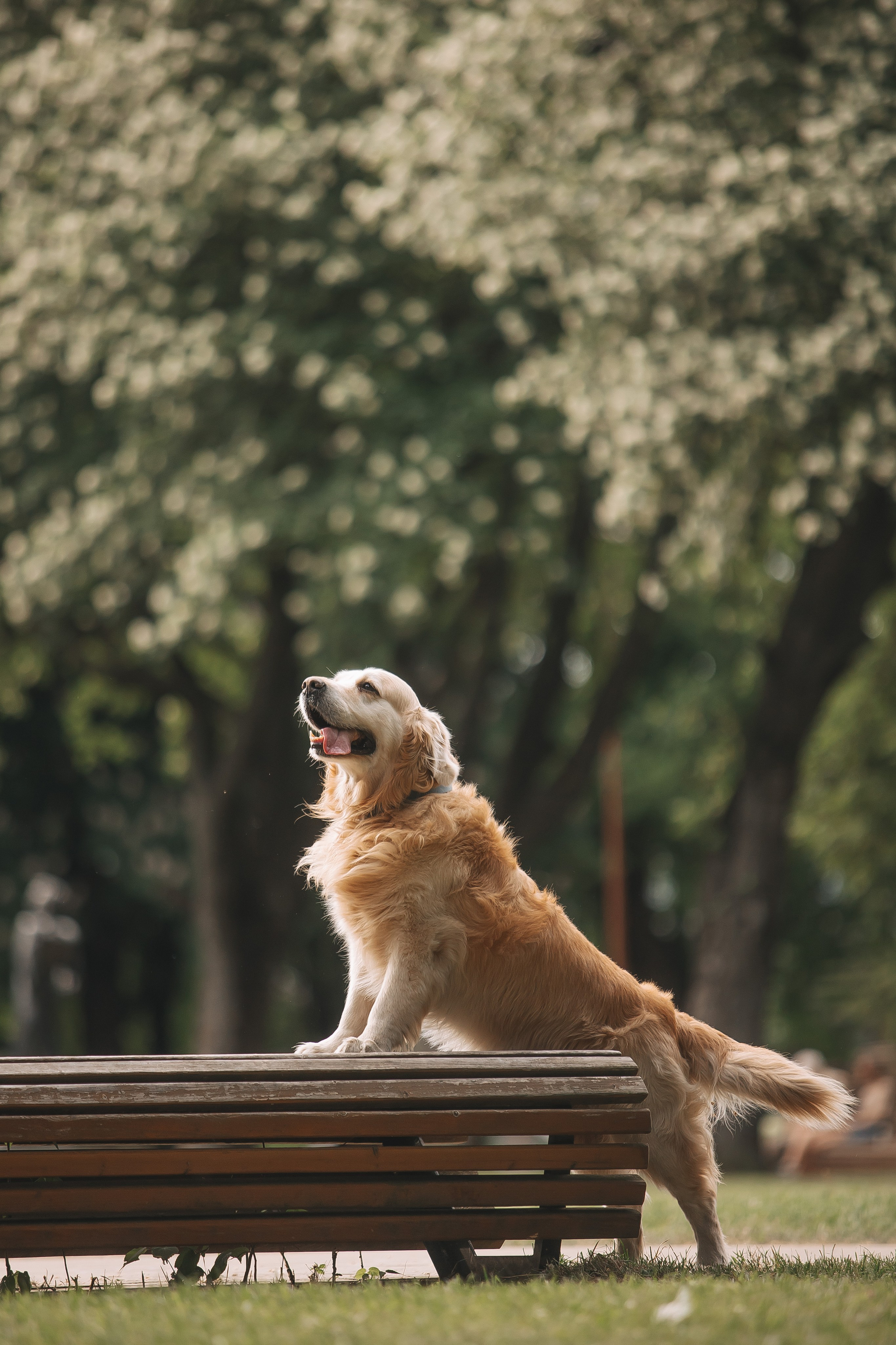 Золотистый ретривер Кант, Калининград. Свадебный и женский фотограф