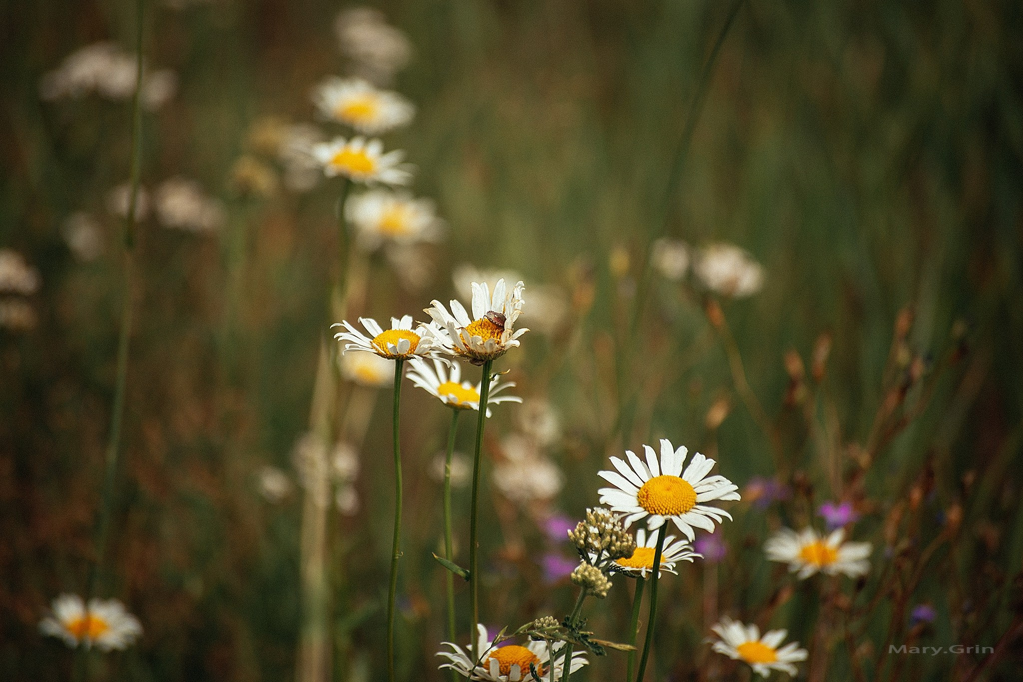 Русская деревня. Детский и семейный фотограф, фотограф мероприятий Нижний Новгород