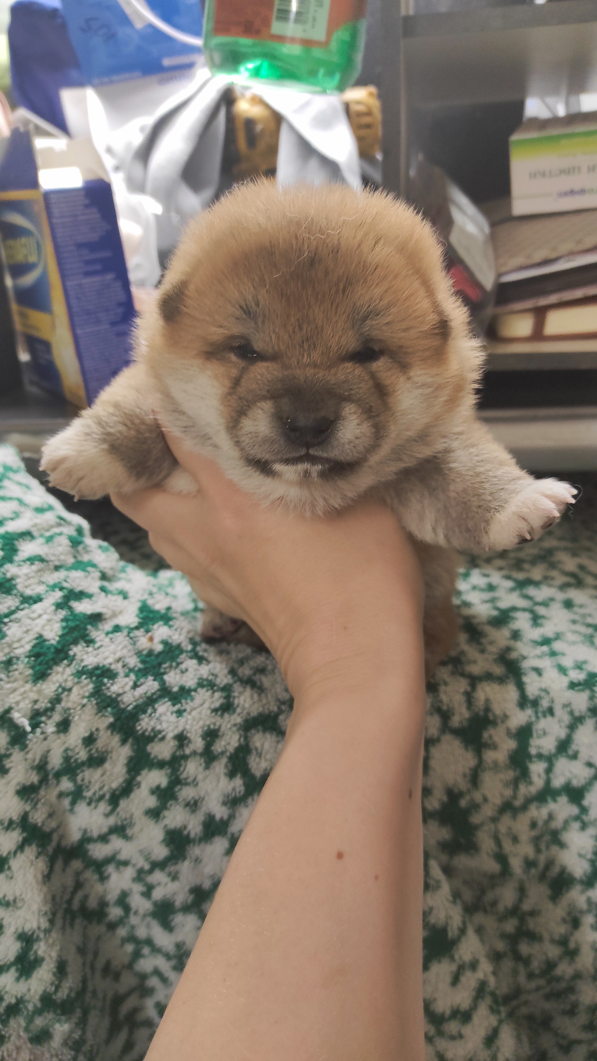 сиба питомник Рубилайт щенки на продажу rubylight  сиба щенки купить СПб Санкт-Петербург 