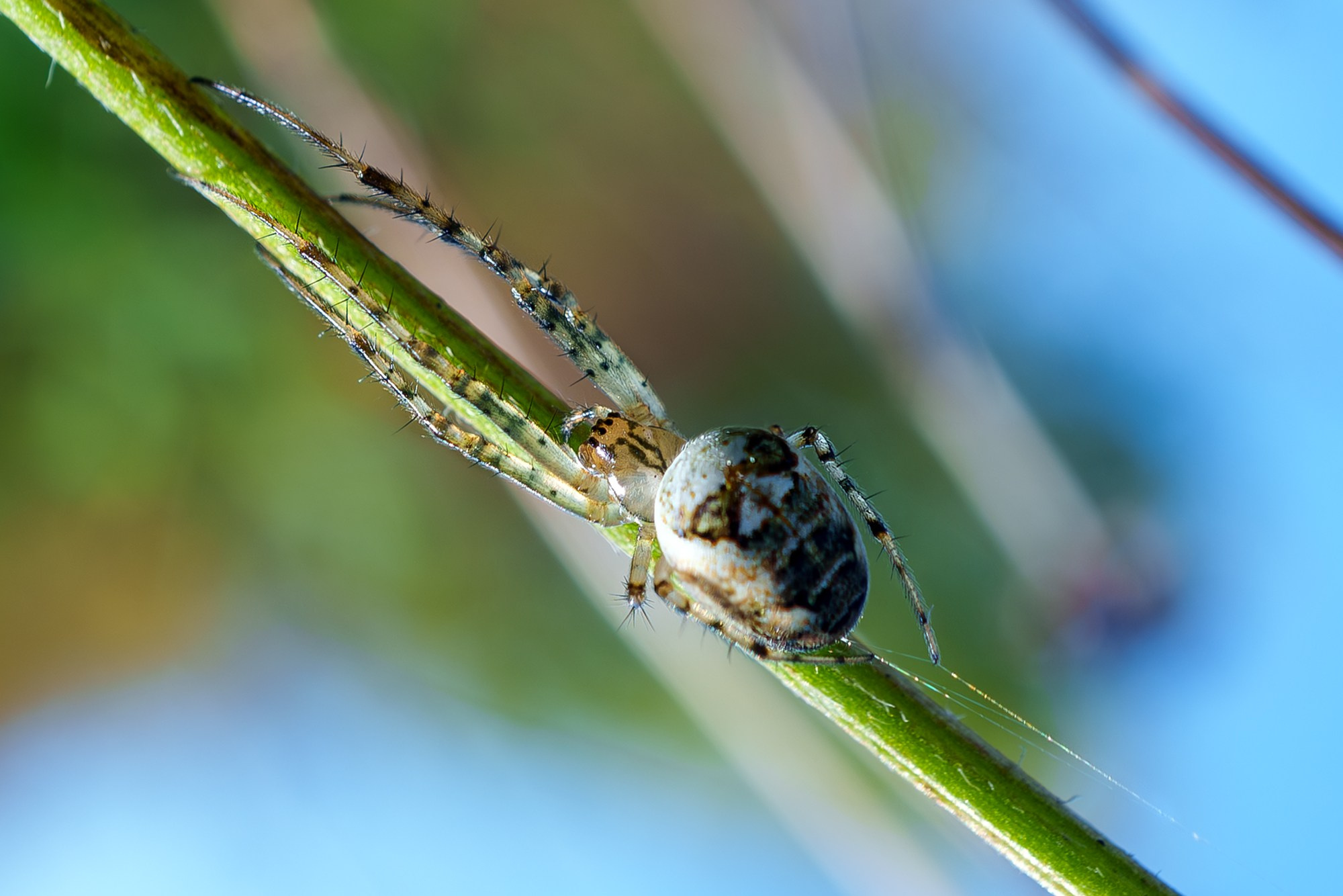 Макросъёмка. Ваш личный фотограф Марина Волкова
