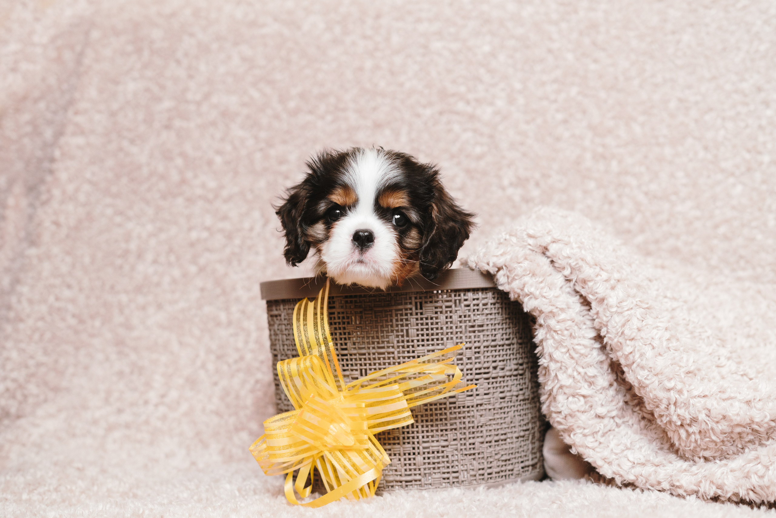 ККЧС. Фотограф анималист Осипчикова Мария