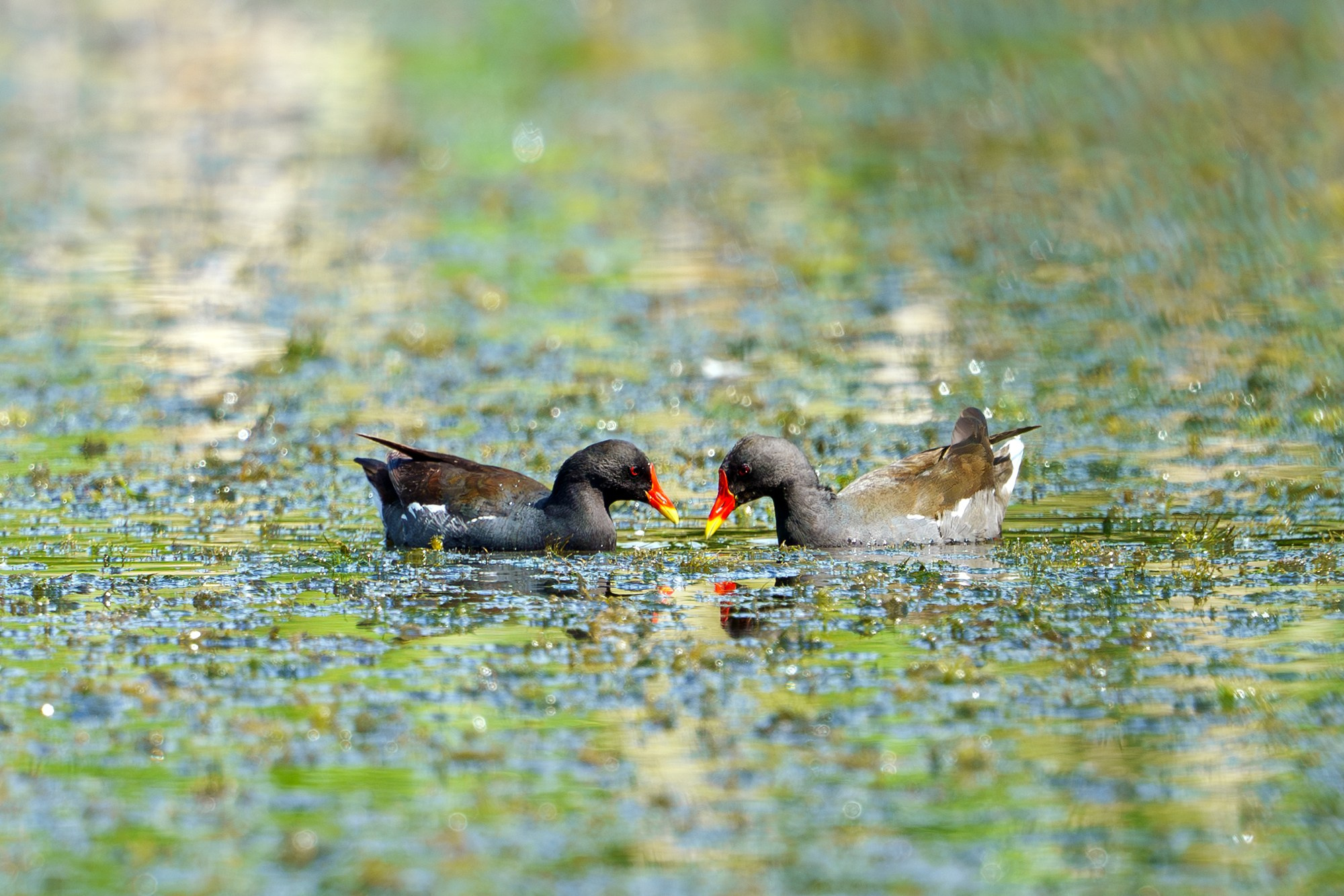 Удивительные мир птиц. Вокруг нас столько прекрасного — присмотритесь!. Ваш личный фотограф Марина Волкова