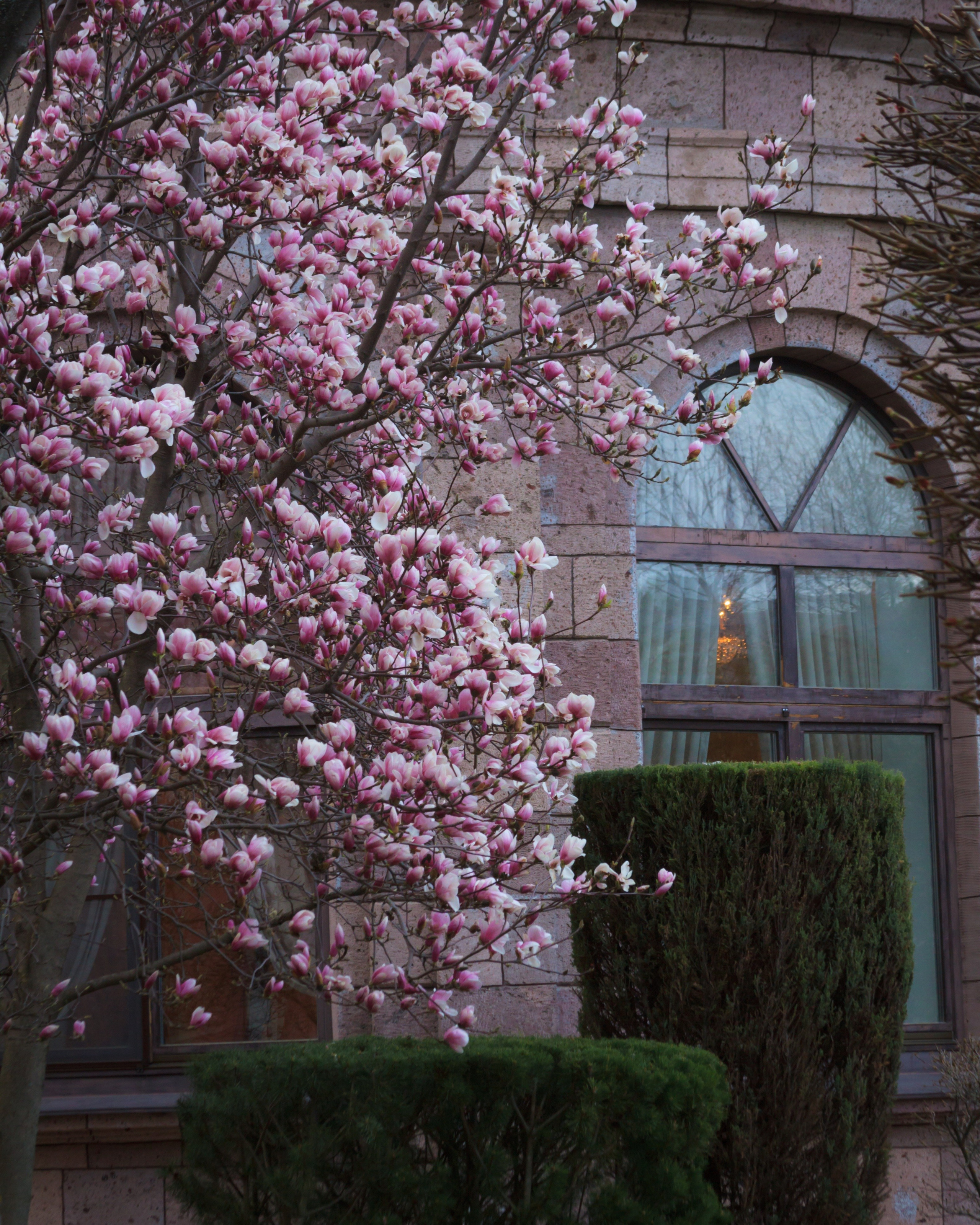 Цветение магнолии