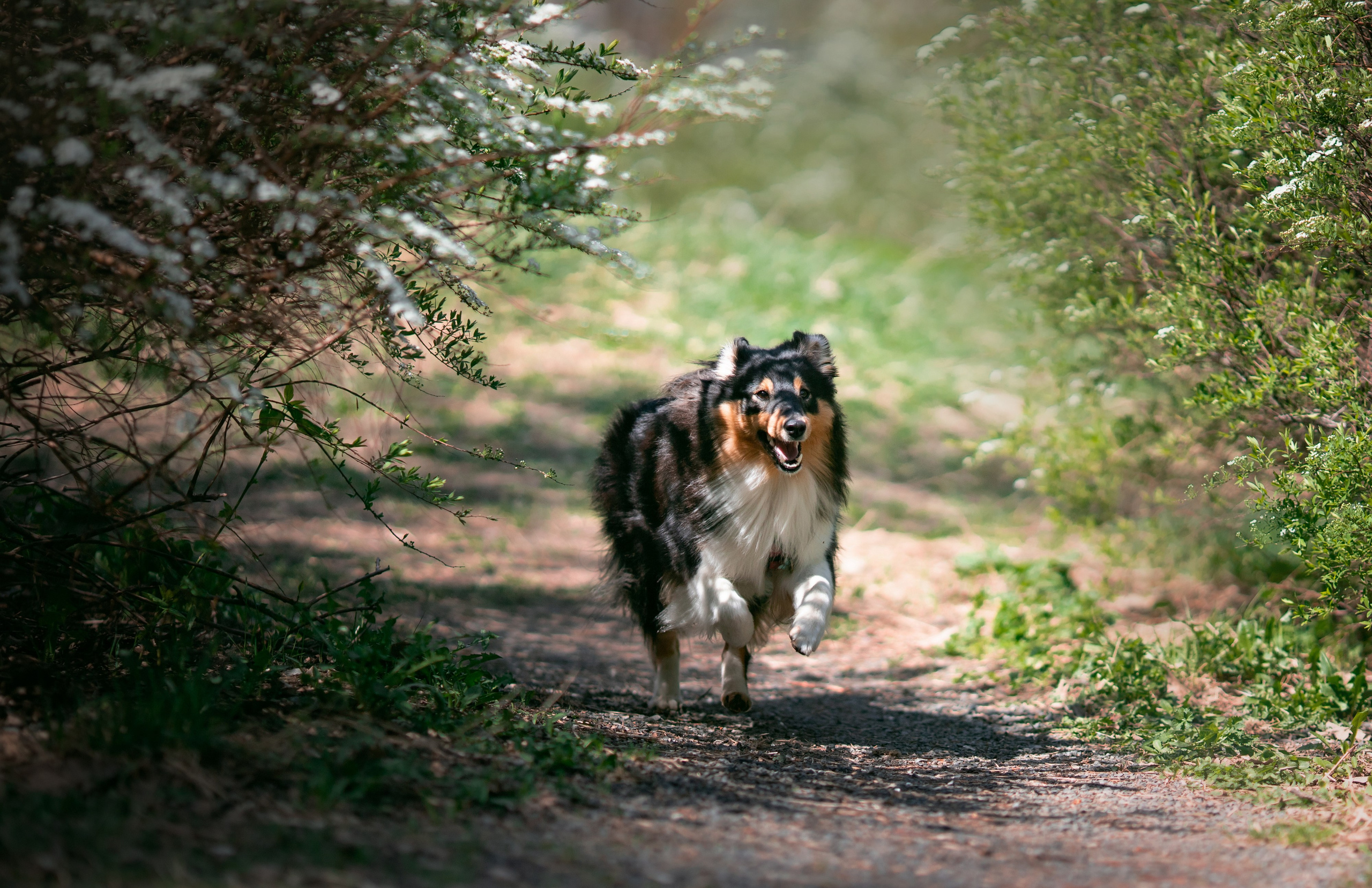 Летти. Художник и Фотограф Тимохина Юлия