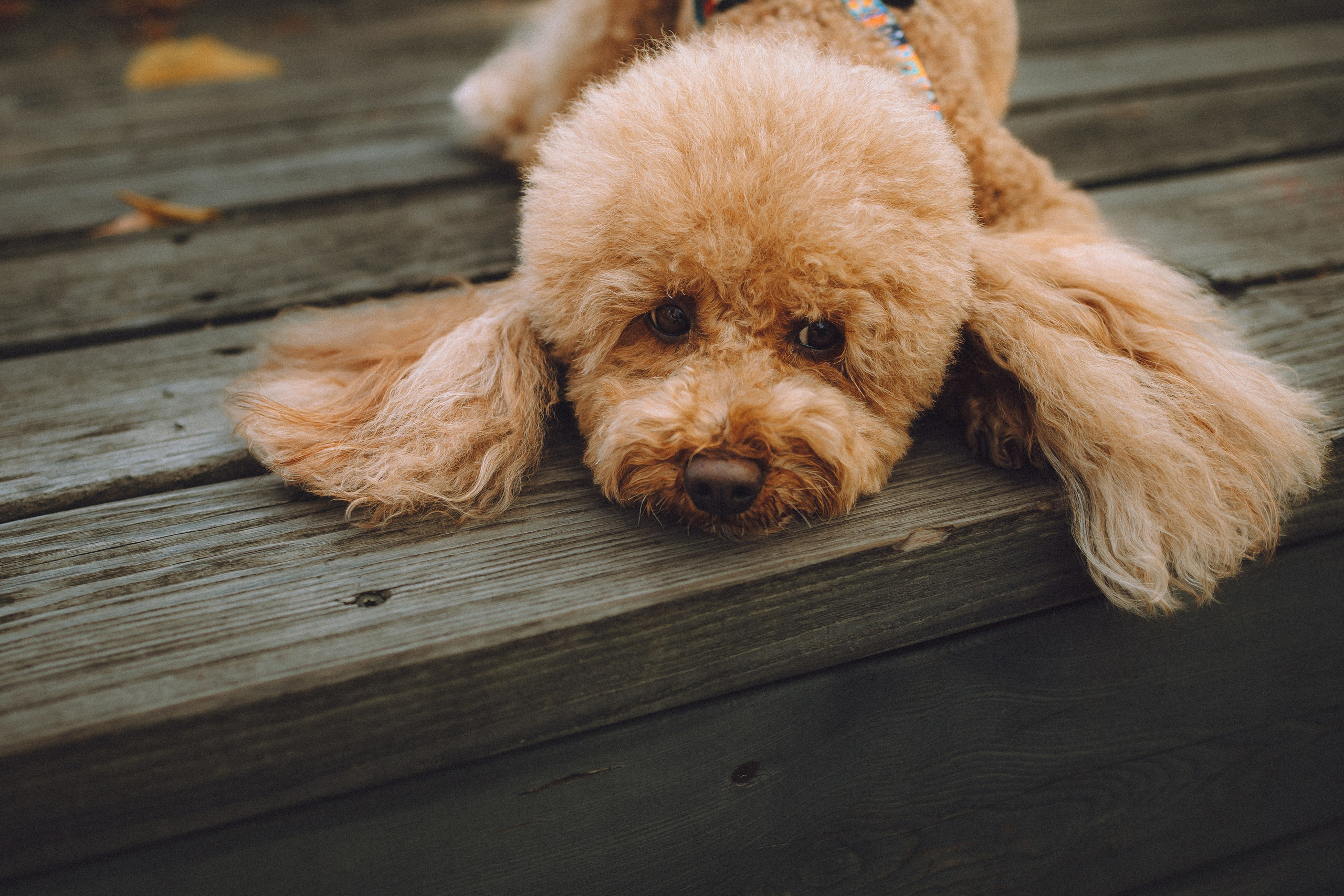 Марина и Филя